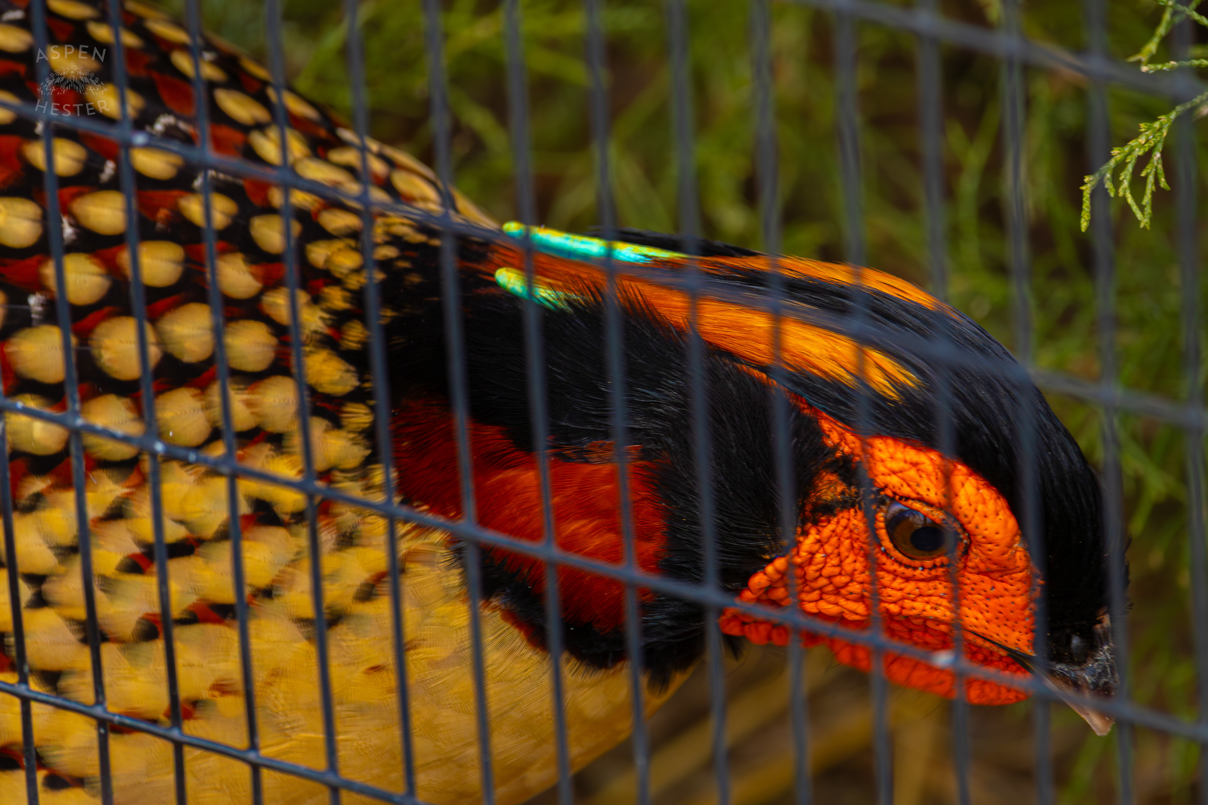 A Cabot's Tragopan Hangs Out Behind The Fence in Condor Court Inside The National Aviary in Pittsburgh Pennsylvania. February 26th, 2025/Aspen Hester