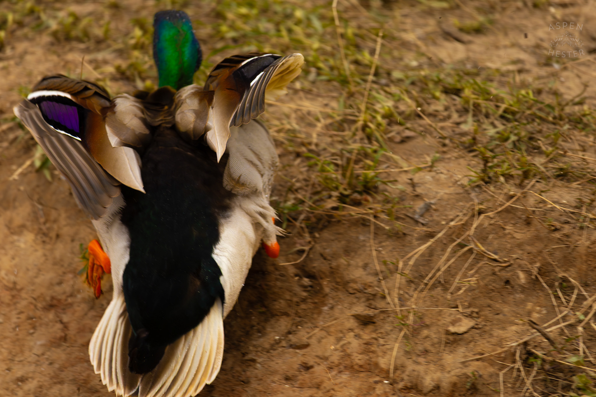 A Male Mallard Scrambles Up The Bank of Middle Fork Beargrass Creek Where It Runs Through Brown Park. April 14th, 2025/Aspen Hester