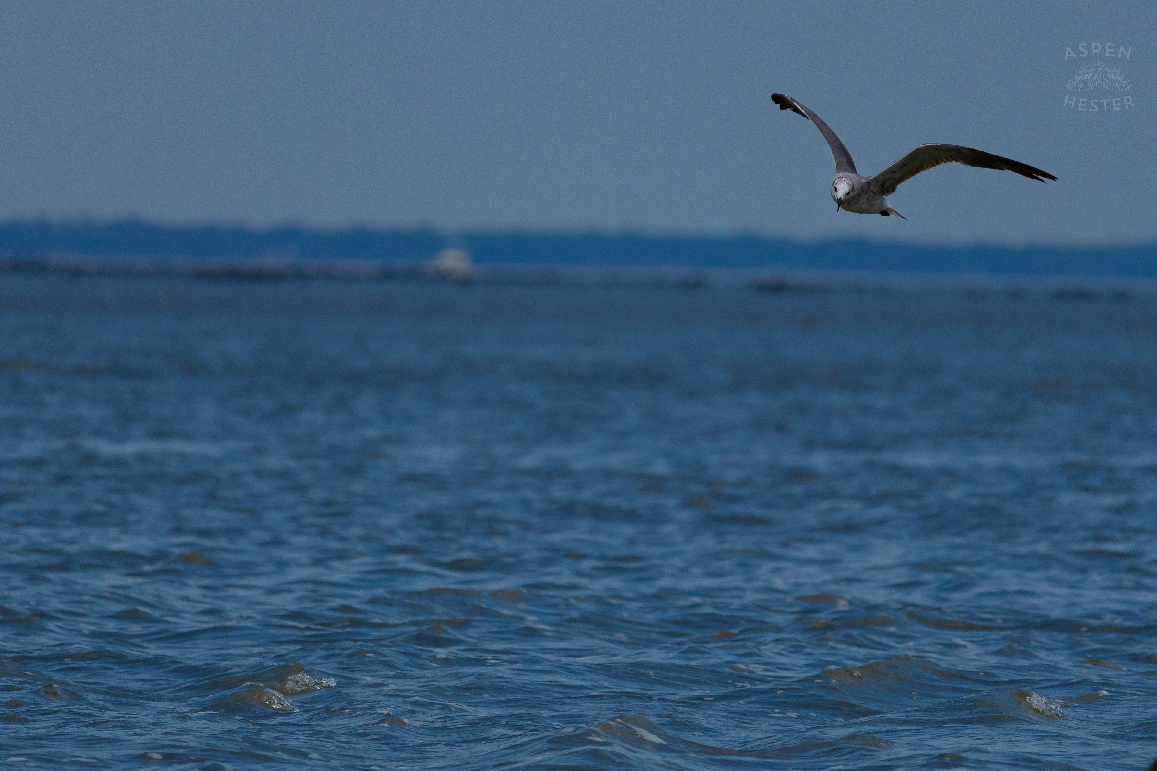 Seagull Flying On Tybee Island Georgia. June 24th, 2024/Aspen Hester