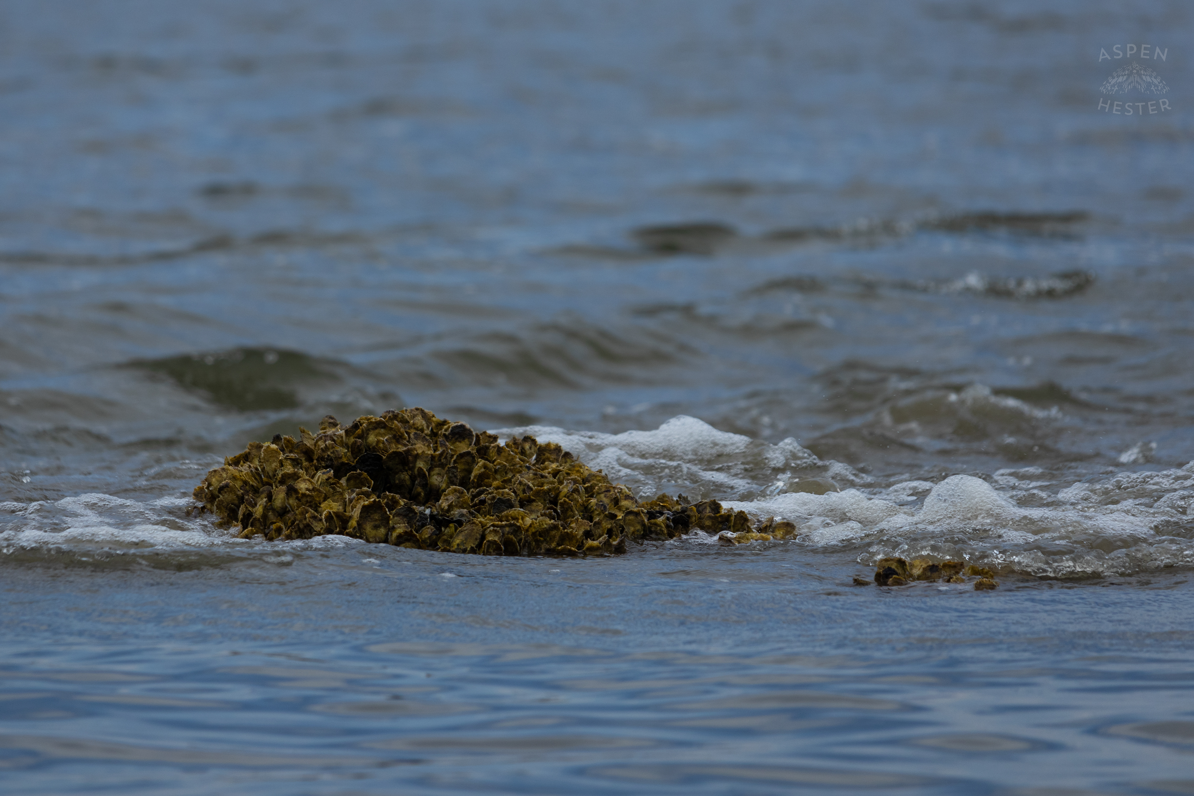 Oyster Reef Poking Through Low Tide On Tybee Island Georgia. June 24th, 2024/Aspen Hester