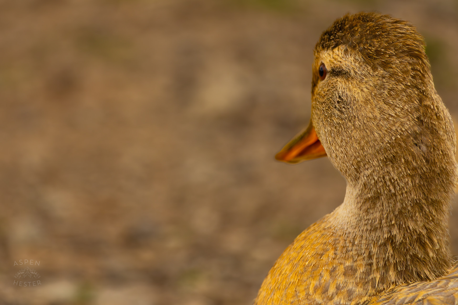 A Female Mallard in Brown Park. April 14th, 2025/Aspen Hester