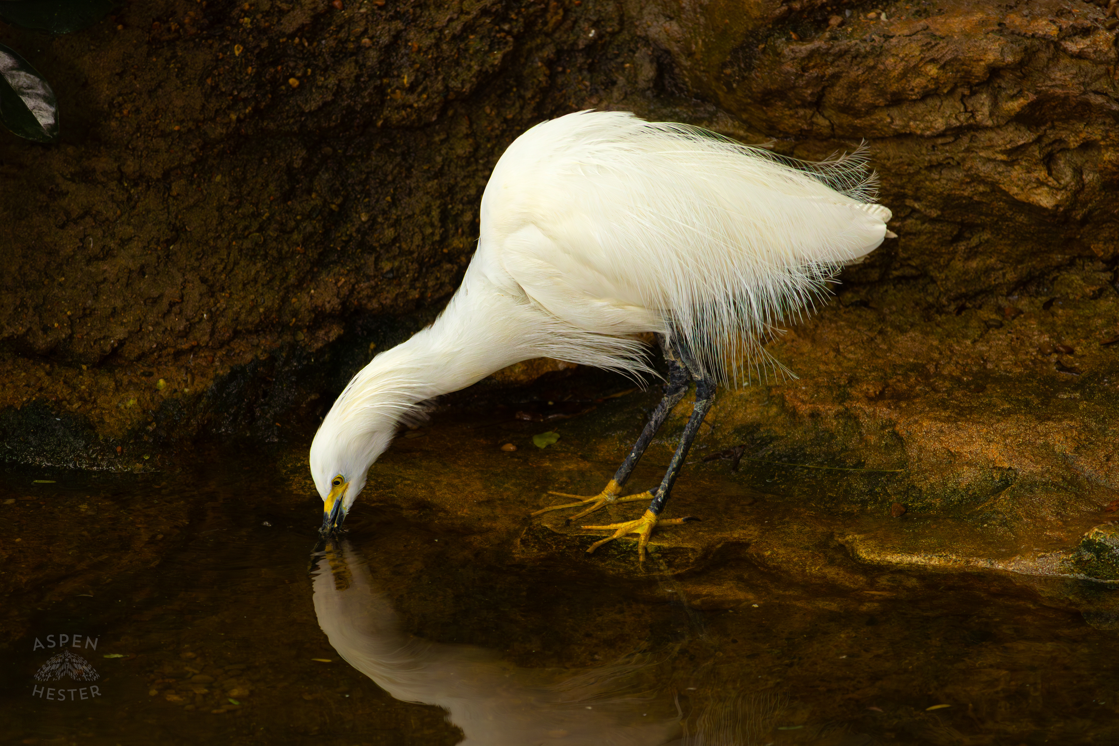 A Snowy Egret Takes A Sip From The Waters In The Wetlands Inside The National Aviary in Pittsburgh Pennsylvania. February 26th, 2025/Aspen Hester