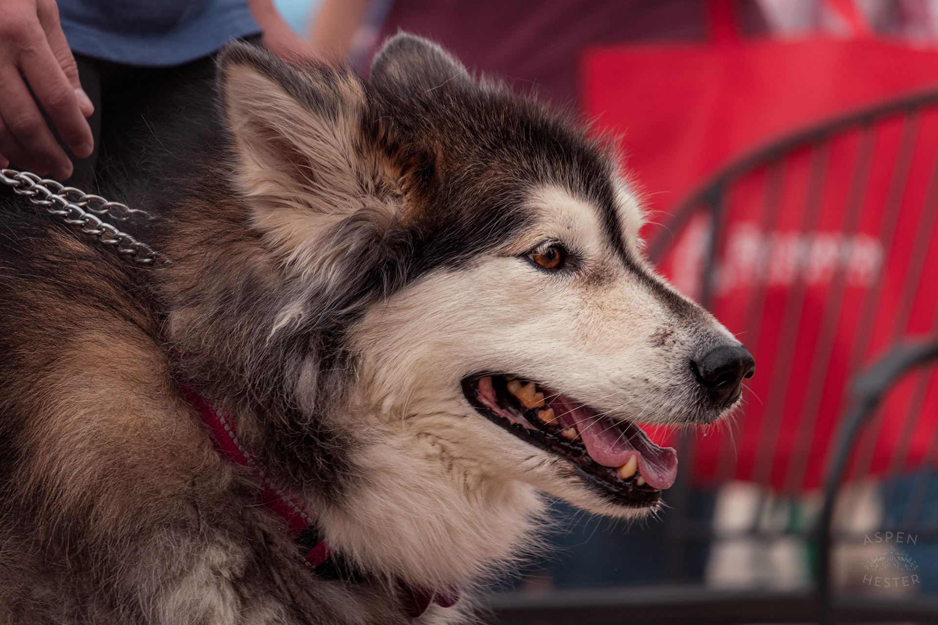 A Husky at Westport Village’s 5th Annual Puppy Palooza. April 19th, 2025/Aspen Hester