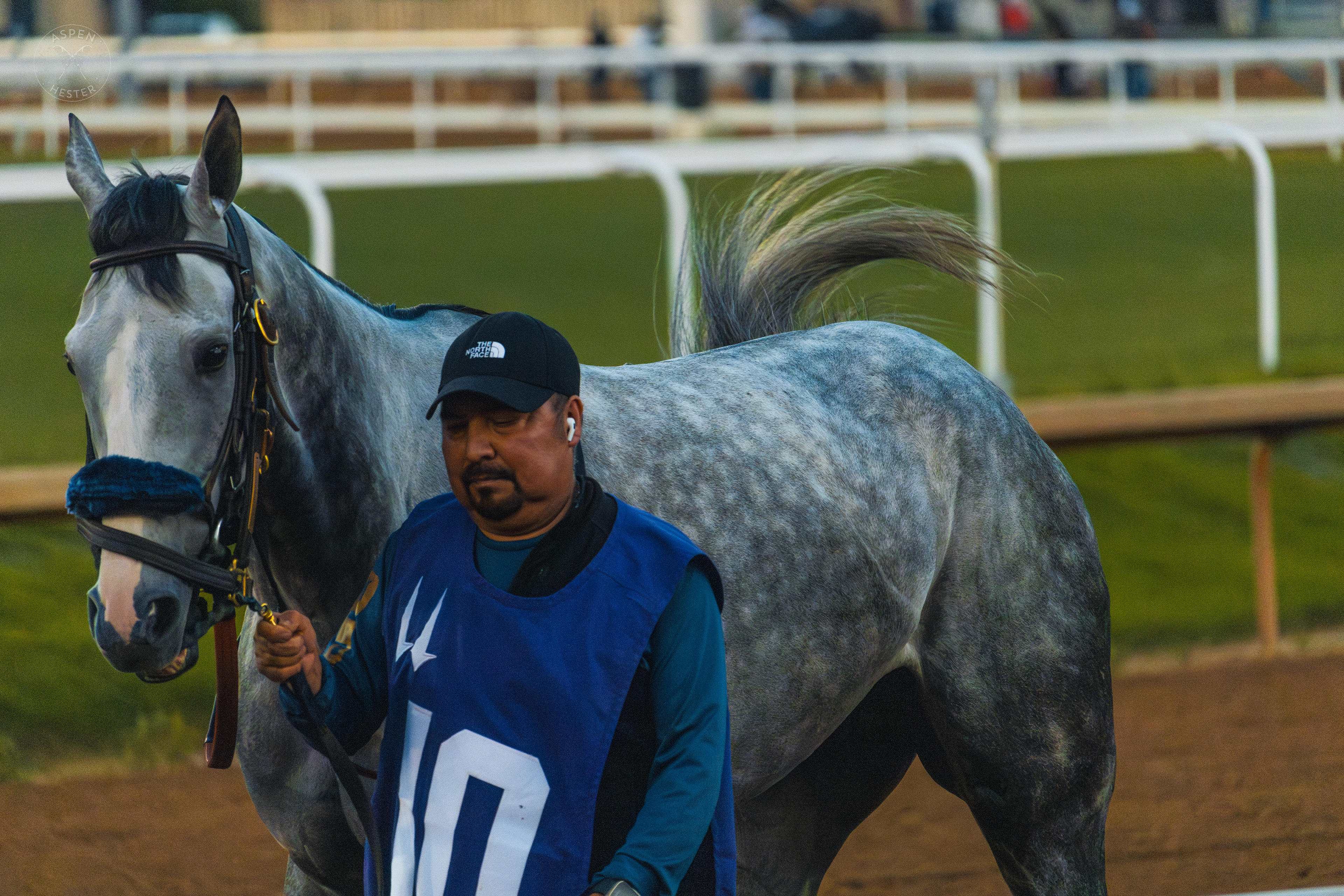 Horse Strolling Down the Track at Downs After Dark. May 18th, 2024/Aspen Hester