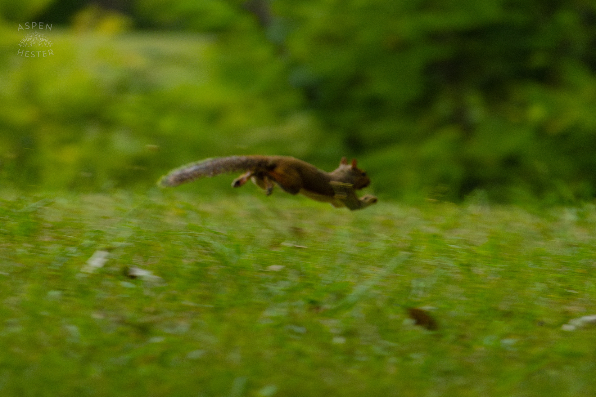 A Squirrel Runs Through Wendell Moore Park. August 12th, 2024/Aspen Hester