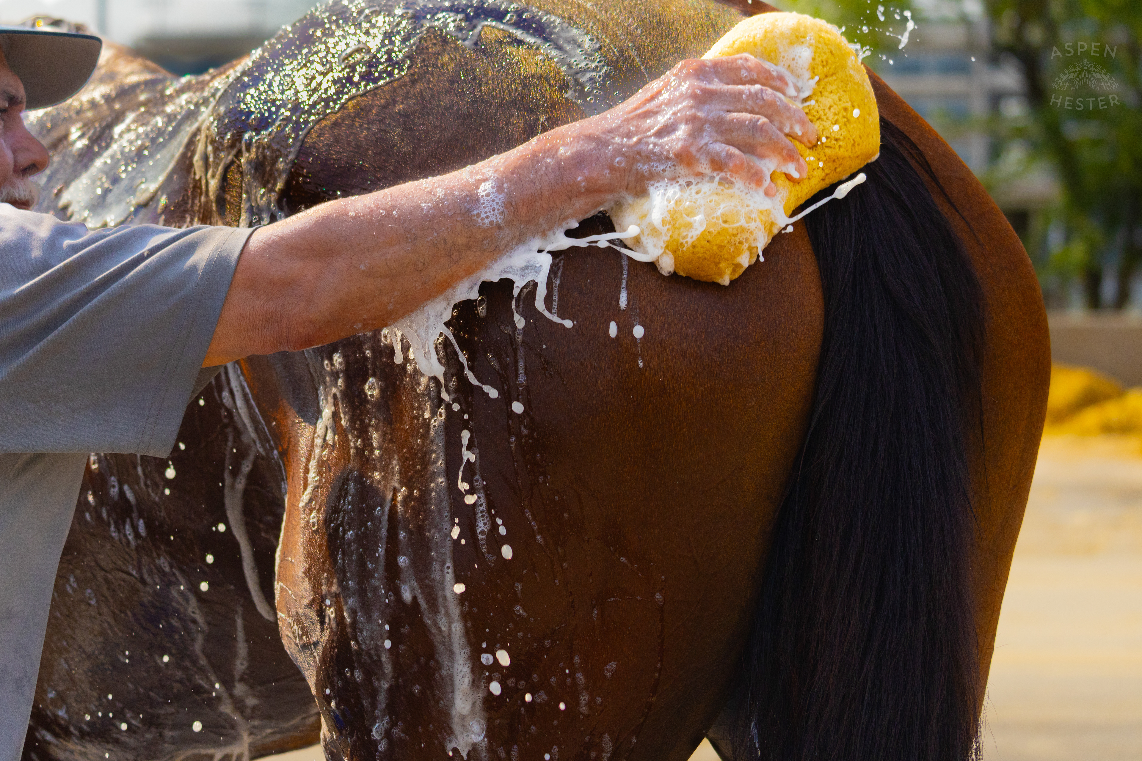 Bath Time for Horse Pharoah’s Wine. June 21st, 2024/Aspen Hester