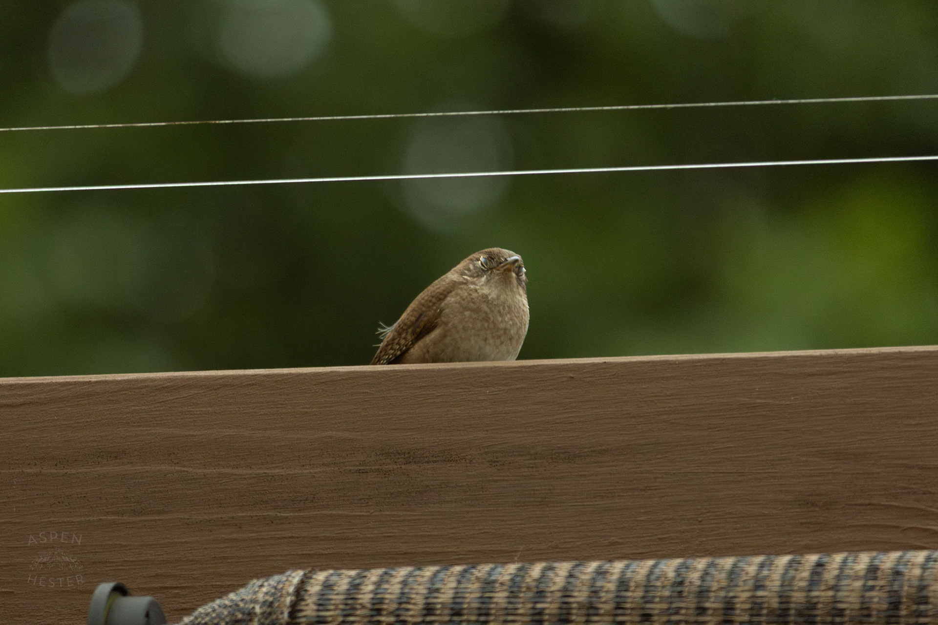 One of A Pair of Northern House Wrens Living in My Bird House. May 27th, 2025/Aspen Hester