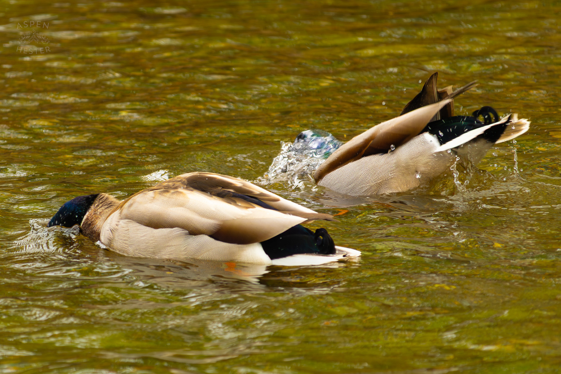 Two Male Mallards Dunk Under The Waters of Middle Fork Beargrass Creek Where It Runs Through Brown Park. April 14th, 2025/Aspen Hester