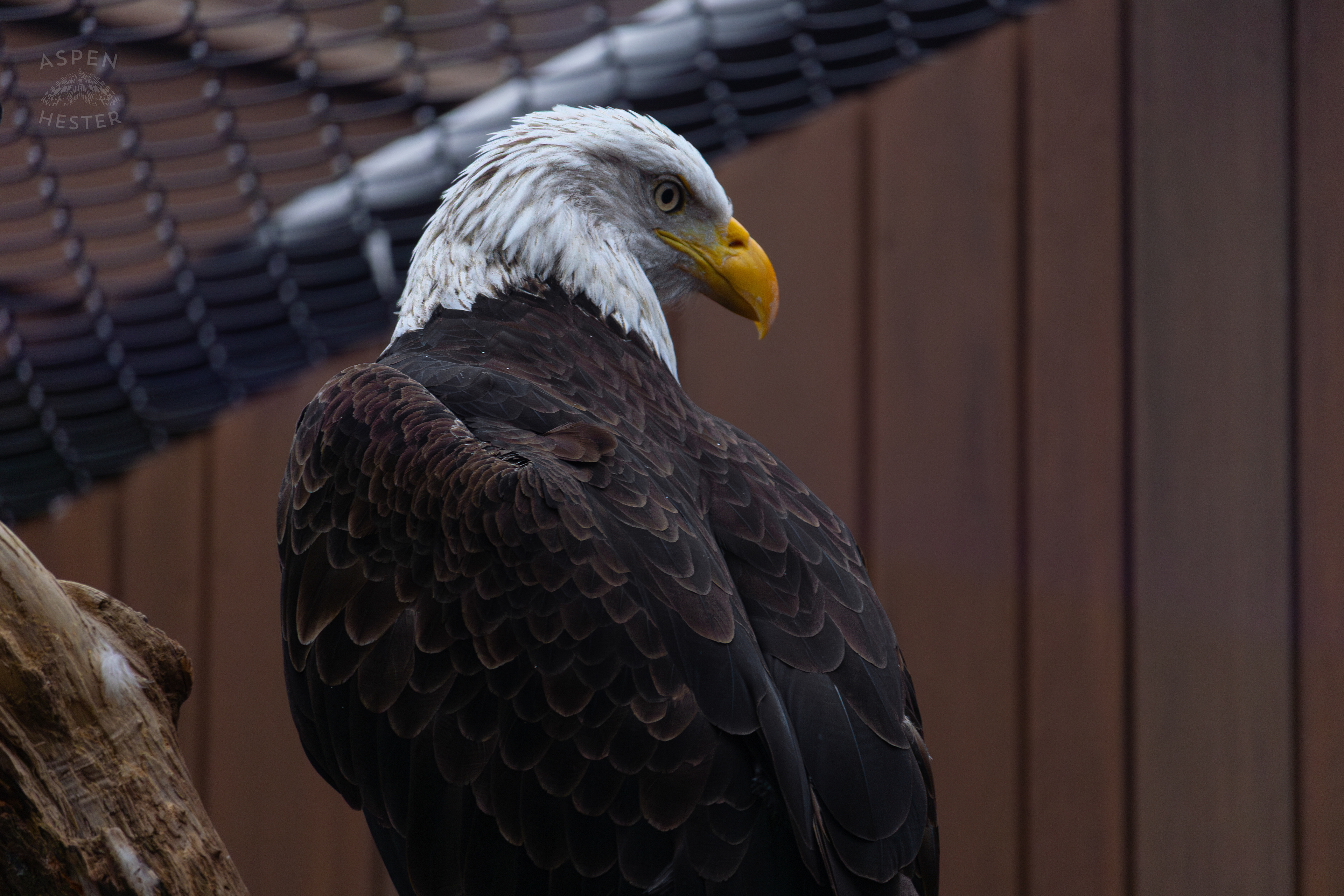 Bald Eagle Either Flinn or Independence Inside The National Aviary in Pittsburgh Pennsylvania. February 26th, 2025/Aspen Hester