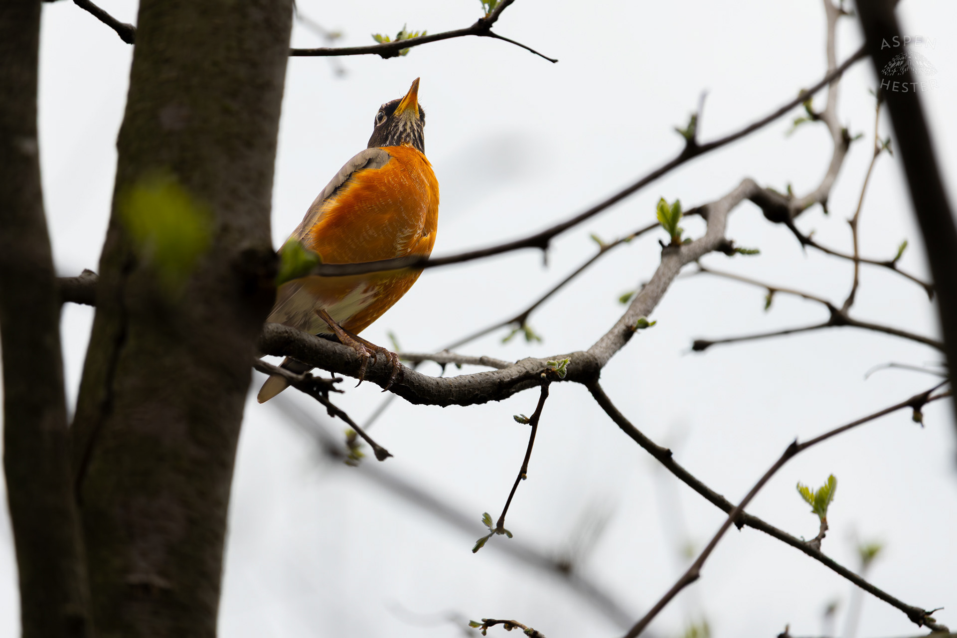 A Robin in A Tree in Brown Park. April 14th, 2025/Aspen Hester