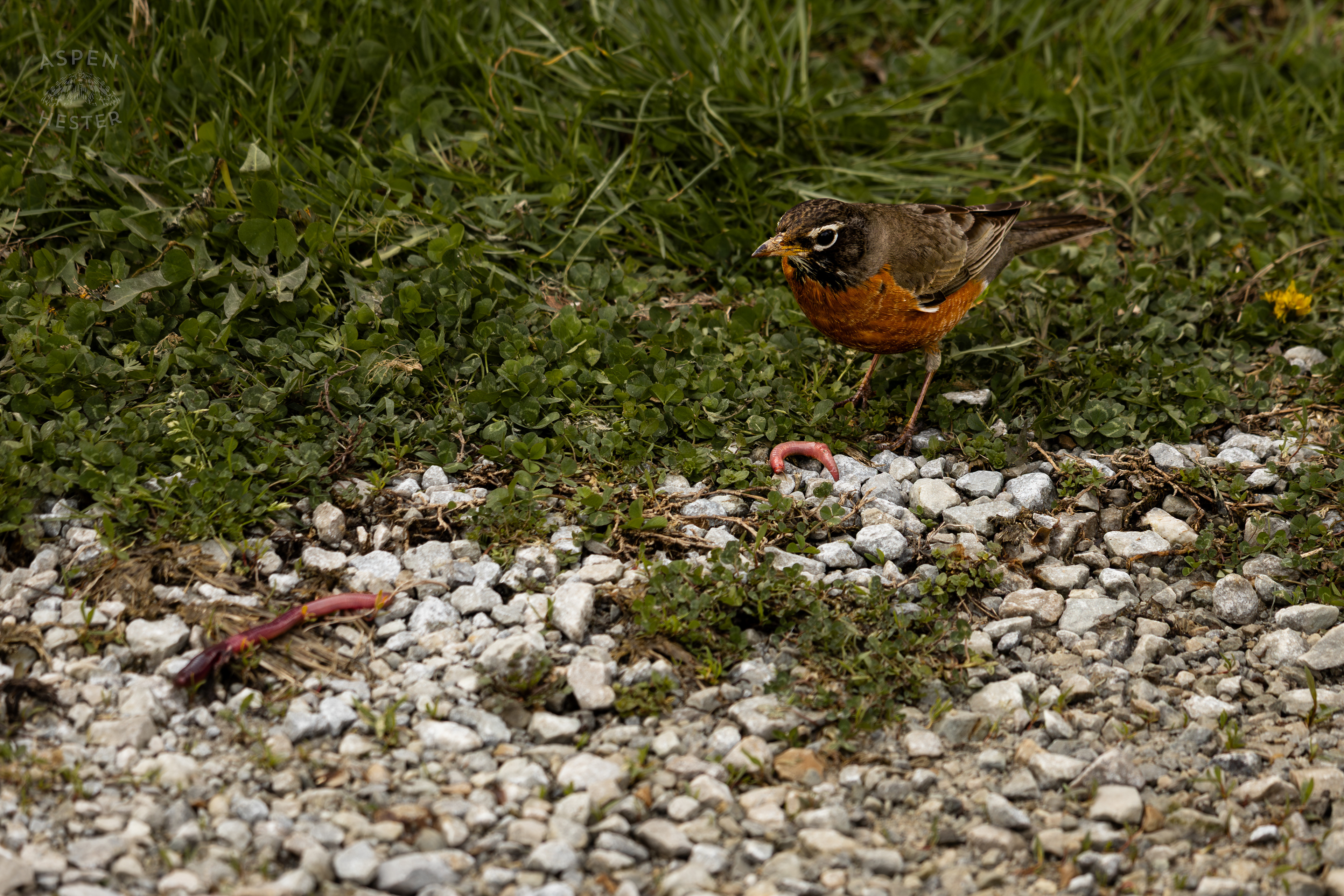 A Robin Eats Worms On The Edge of The Historic Flood Waters in Utica Indiana. April 9th, 2025/Aspen Hester