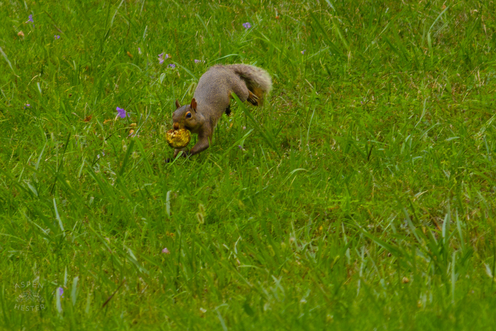 A Squirrel with A Crabapple Runs Through Wendell Moore Park. August 12th, 2024/Aspen Hester