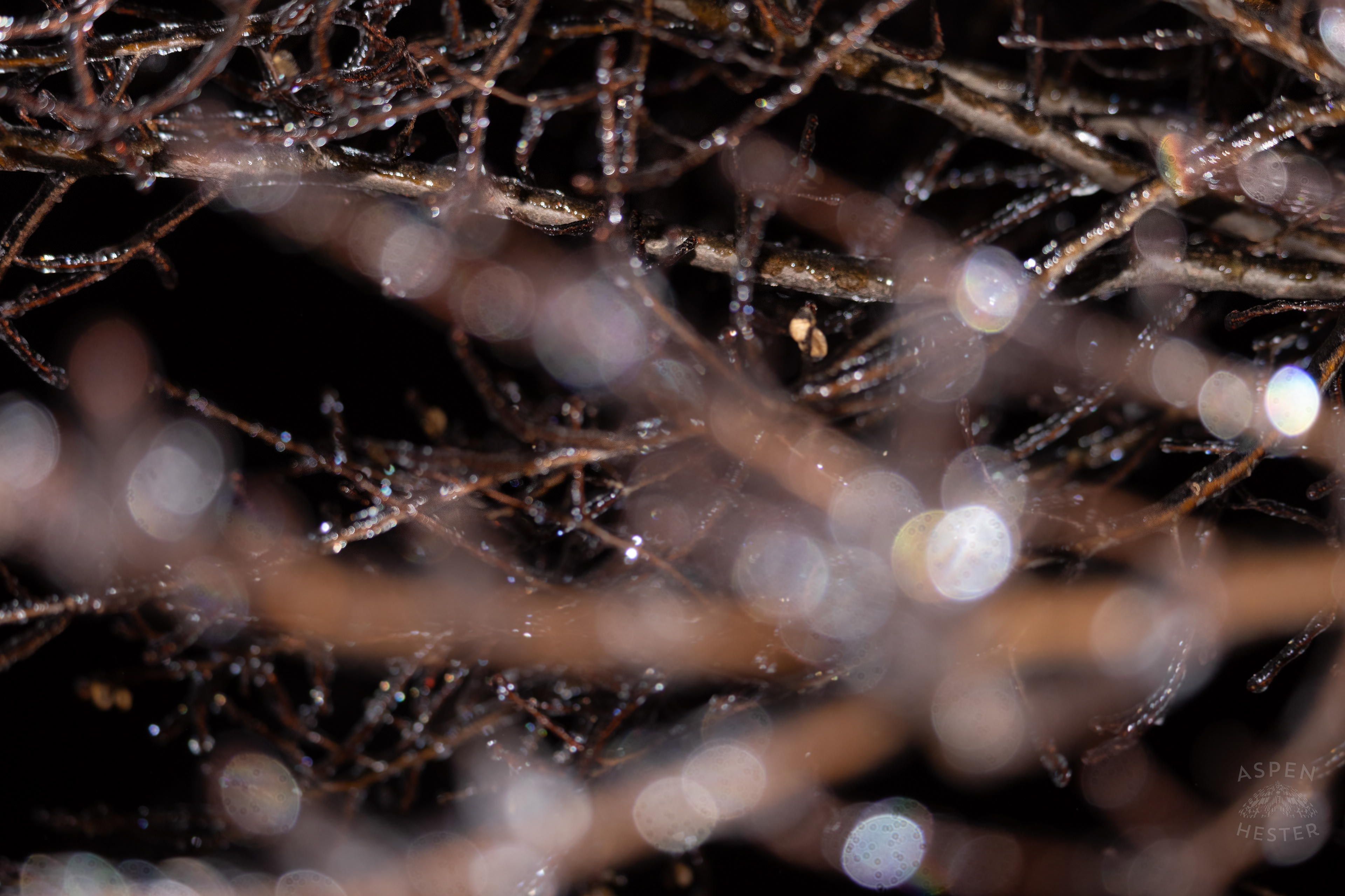 Ice Covered Trees in Okolona Caused by Winter Storm Blair. January 5th, 2025/Aspen Hester