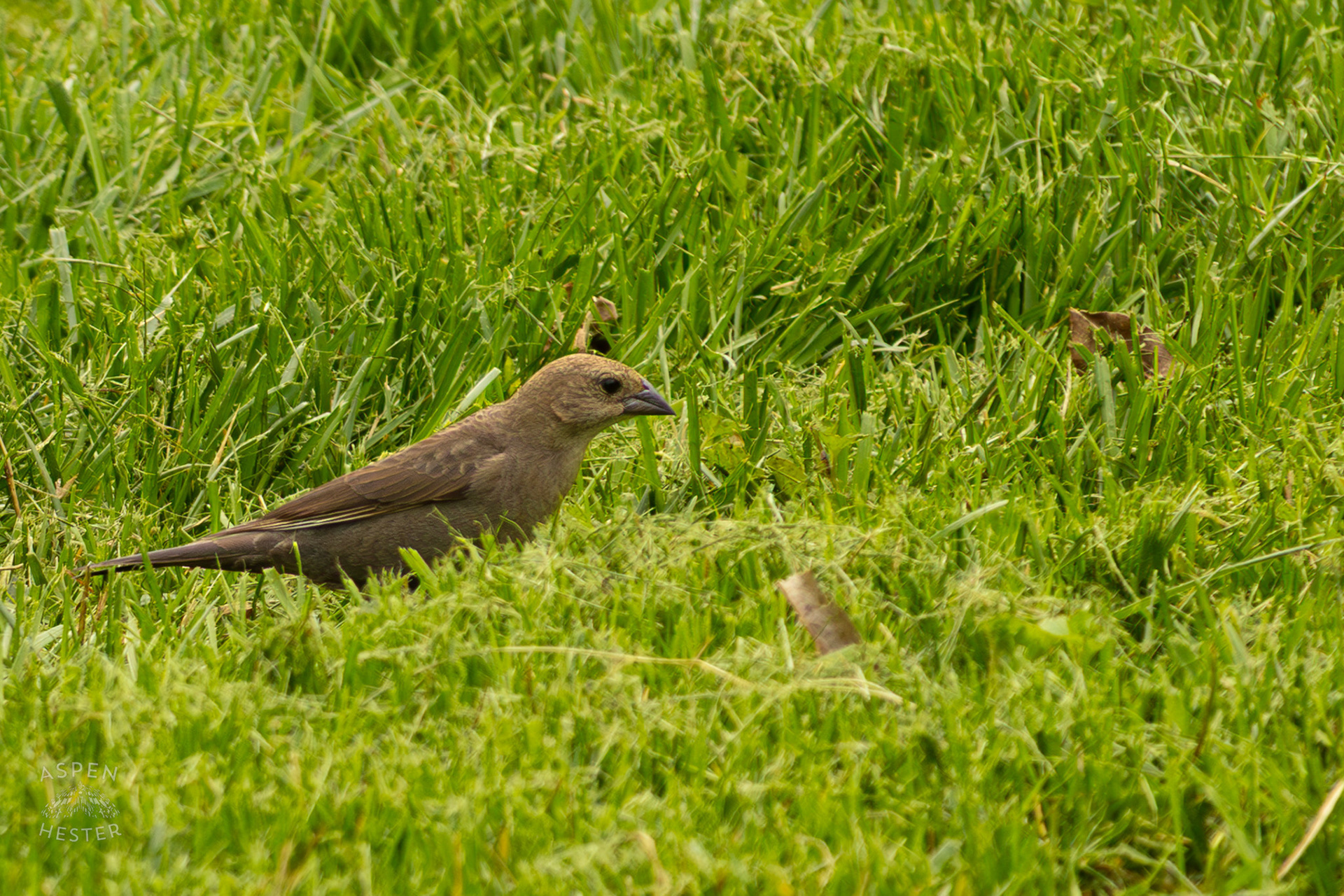 A Female Brown-Headed Cowbird in Brown Park. April 14th, 2025/Aspen Hester