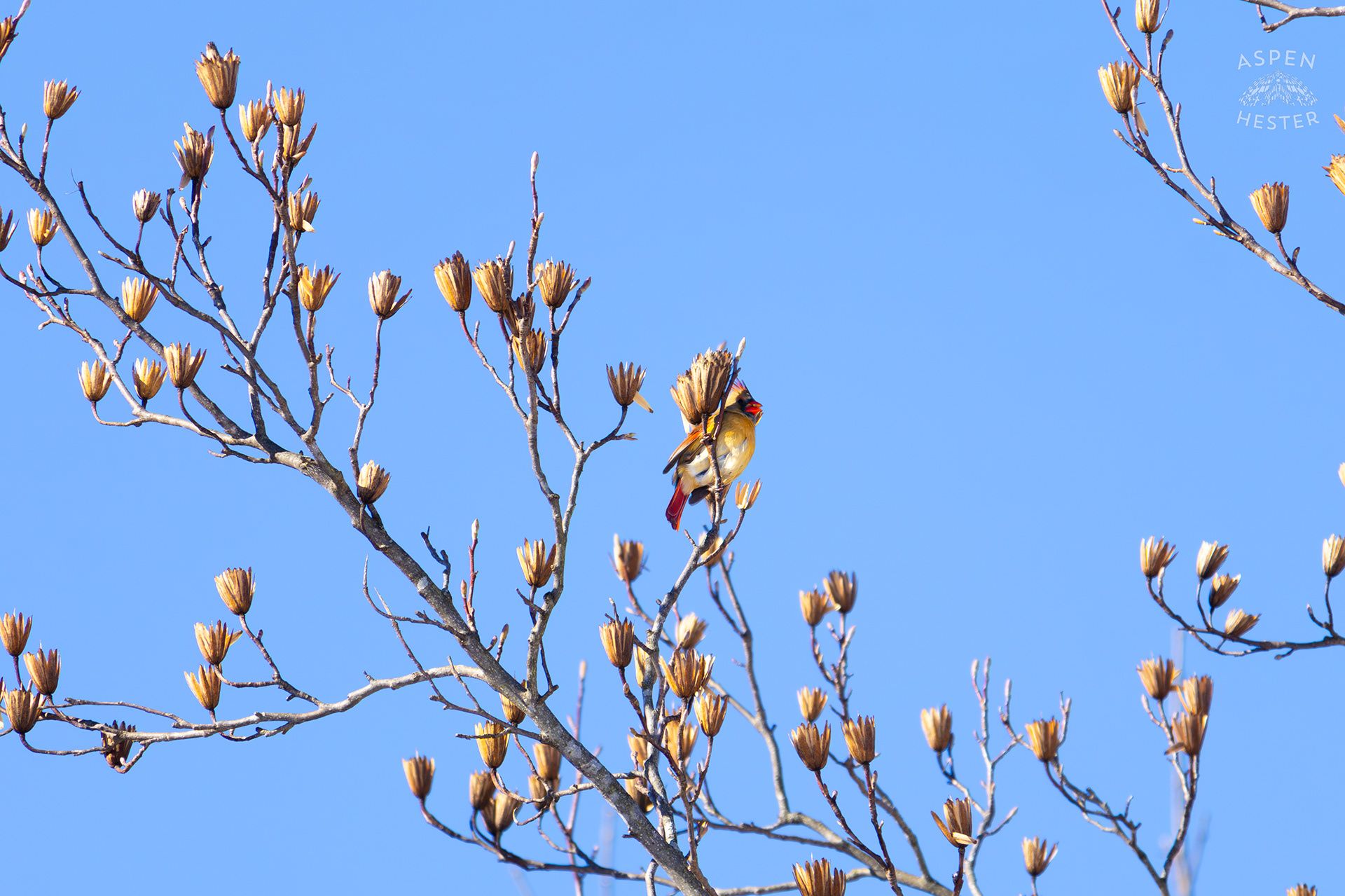 A Bright Female Cardinal Sits in A Tulip Tree in my Backyard. January 13th, 2025/Aspen Hester