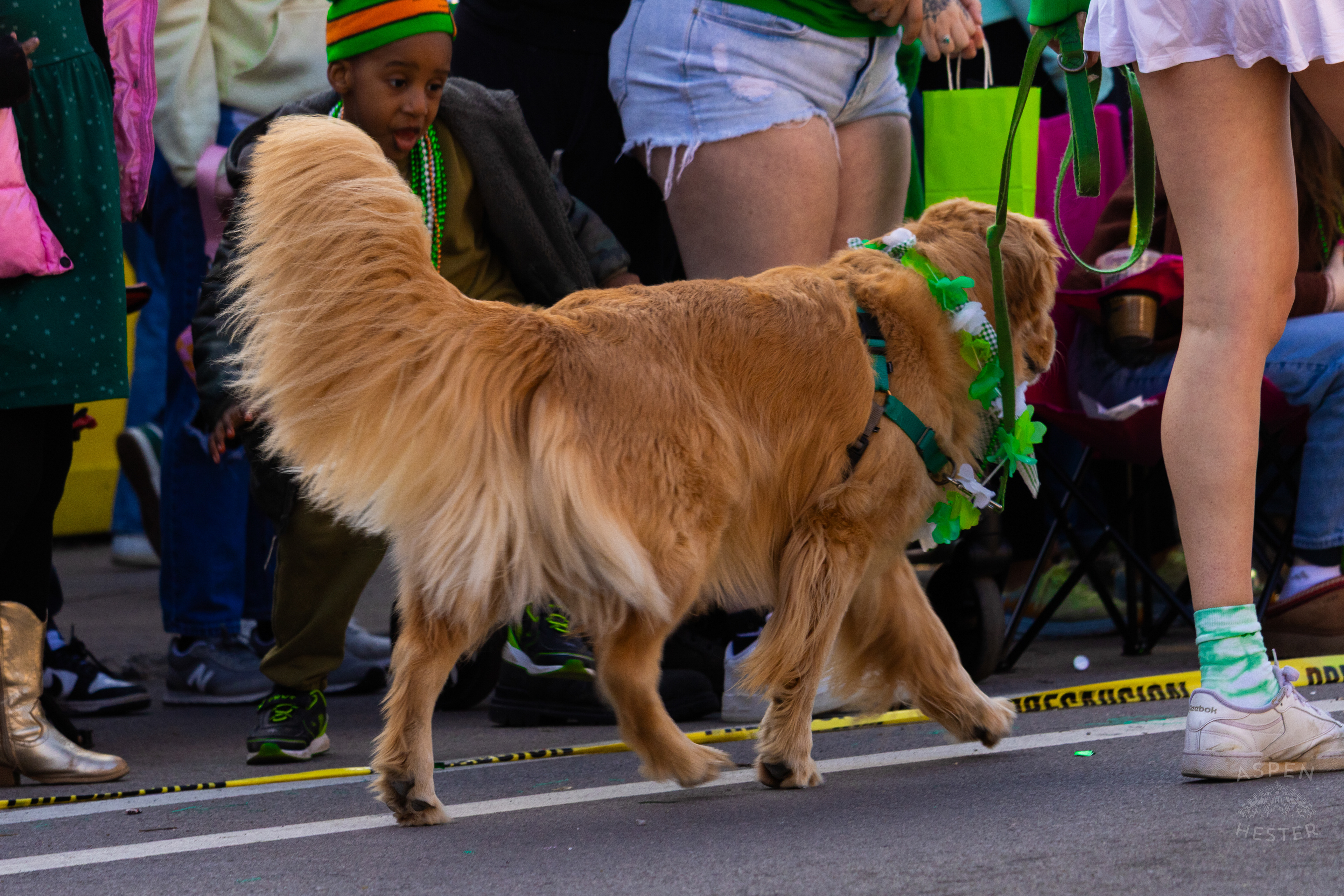 A Golden Retriever Participates in The Fun as The 52nd Annual Saint Patrick’s Day Parade Rolls Through The Highlands. March 8th, 2025/Aspen Hester
