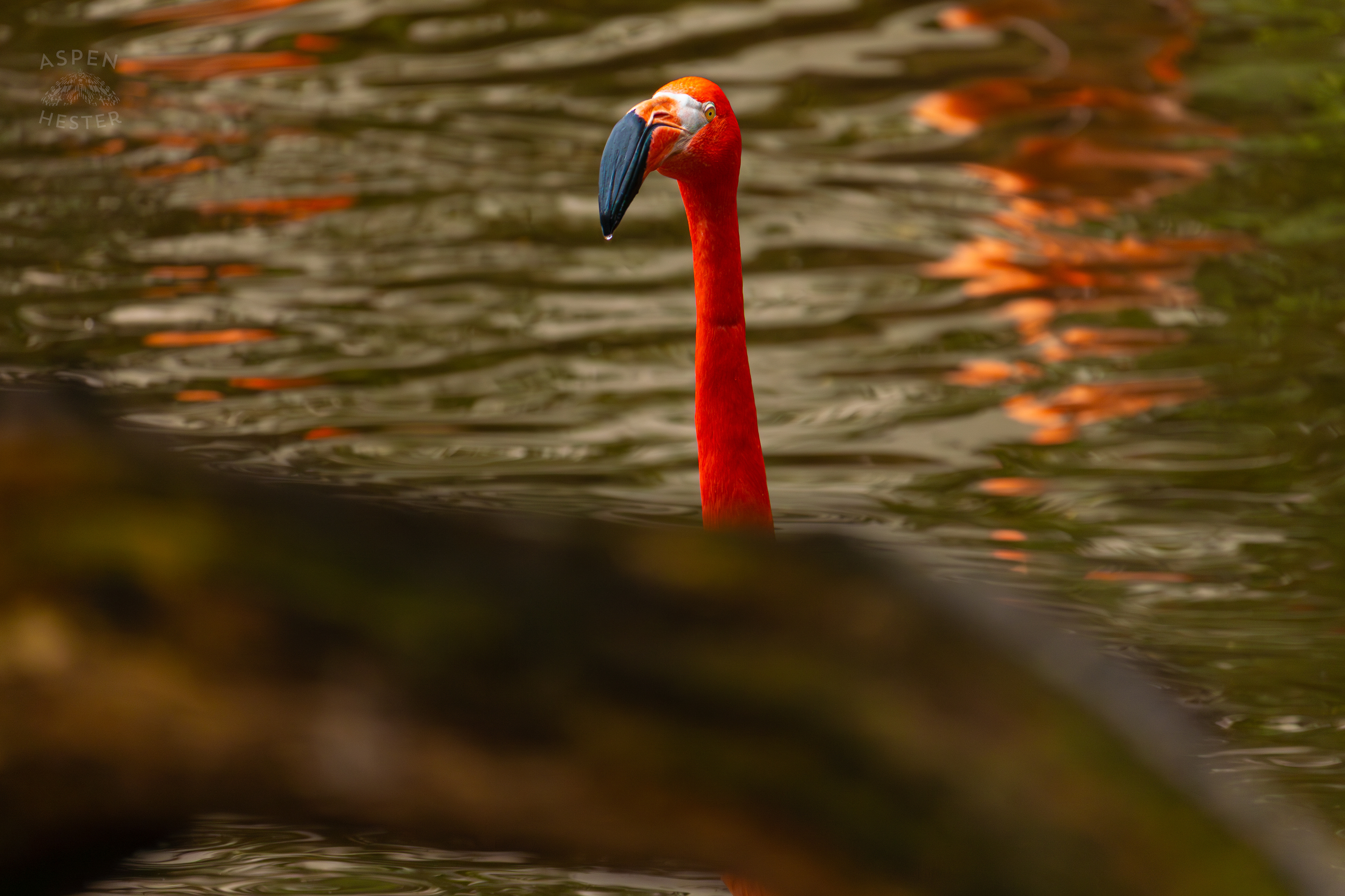An American Flamingo Chills in The Waters of The Wetlands Inside The National Aviary in Pittsburgh Pennsylvania. February 26th, 2025/Aspen Hester