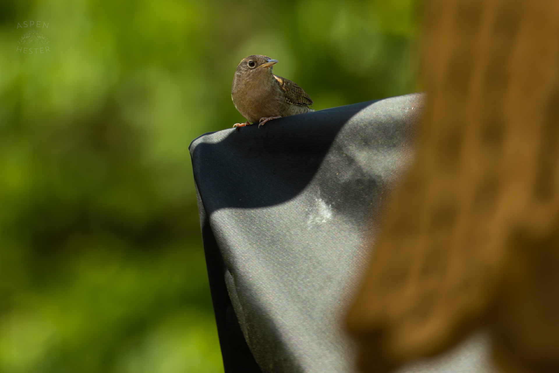 One of A Pair of Northern House Wrens Living in My Bird House. May 15th, 2025/Aspen Hester