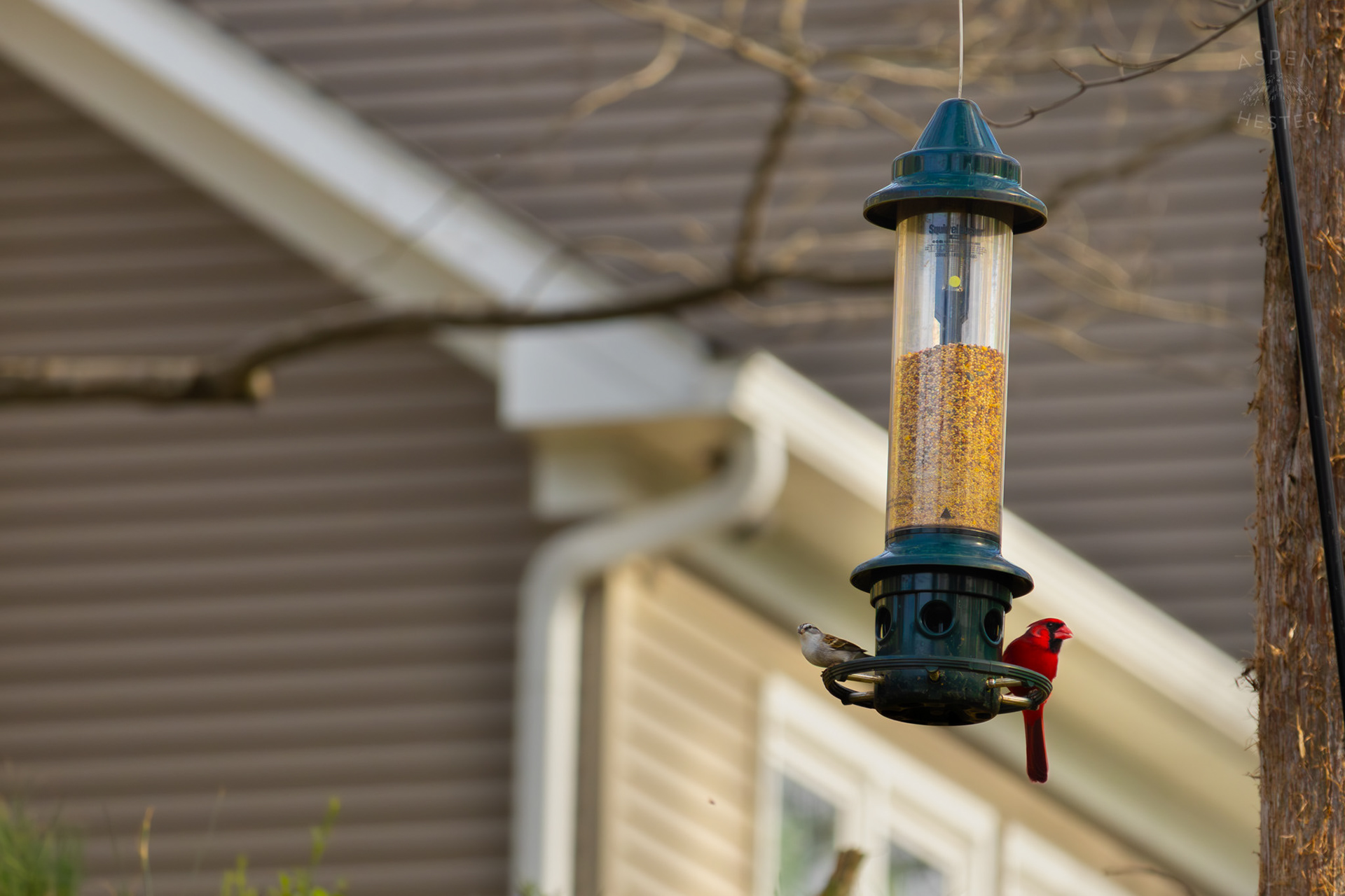 A Male Cardinal and A Chipping Sparrow Eat From A Birdfeeder in My Neighbor's Yard. March 29th, 2026/Aspen Hester