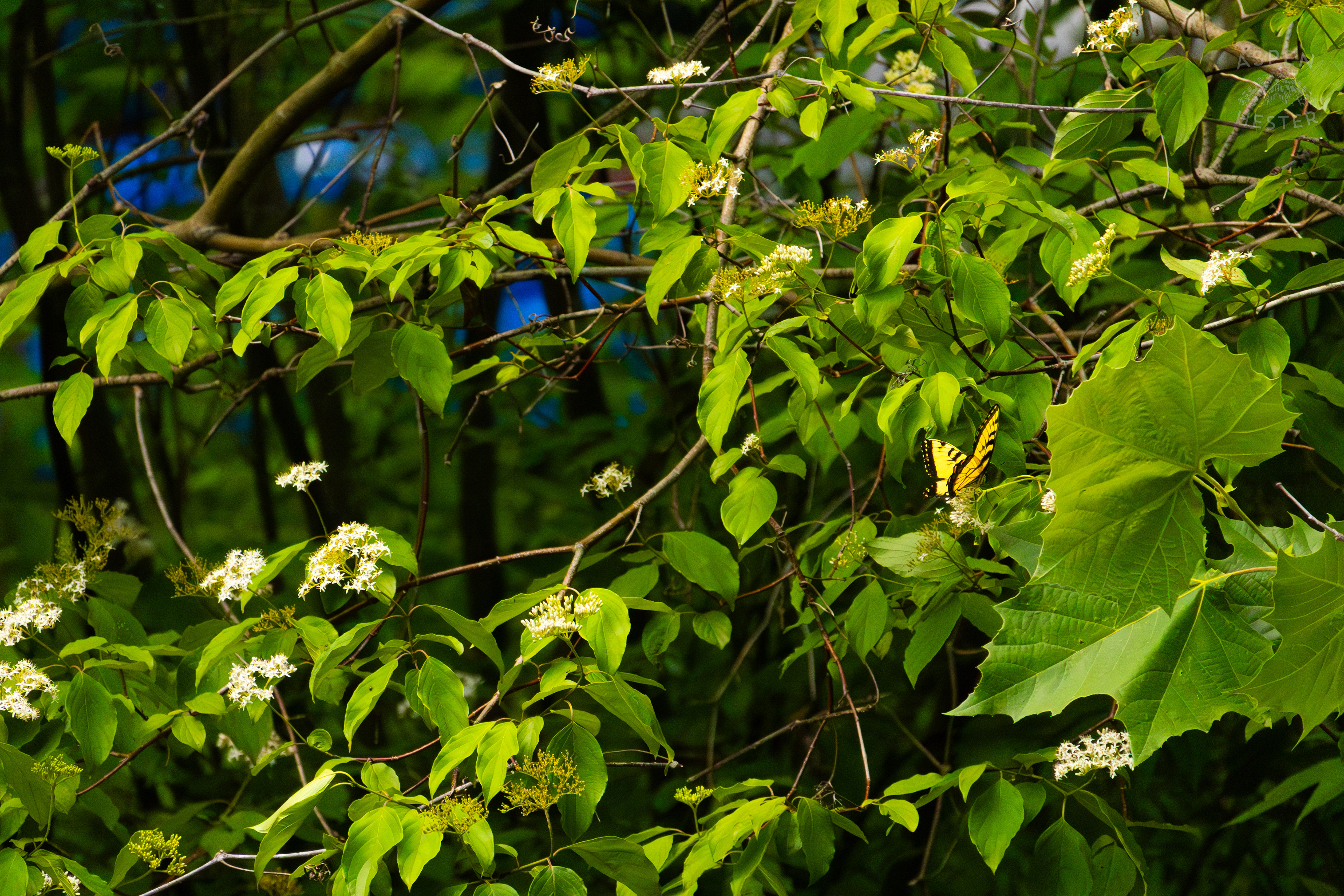Tiger Butterfly on The Banks of  Middle Fork Beargrass Creek in Cherokee Park. May 28th, 2024/Aspen Hester