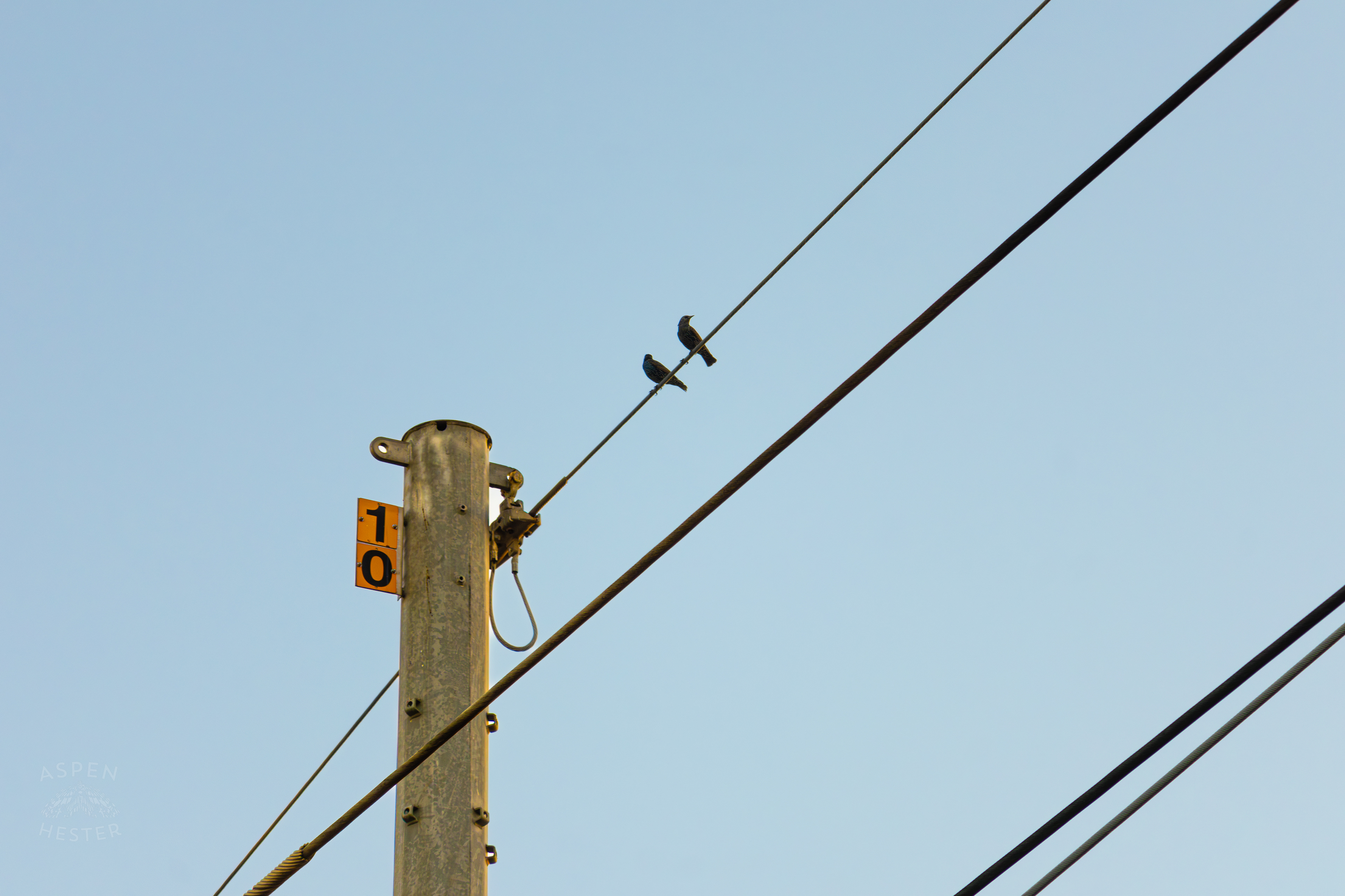 Brown Creepers Sitting Atop A Powerline In Nulu on A Saturday Evening. November 14th, 2024/Aspen Hester