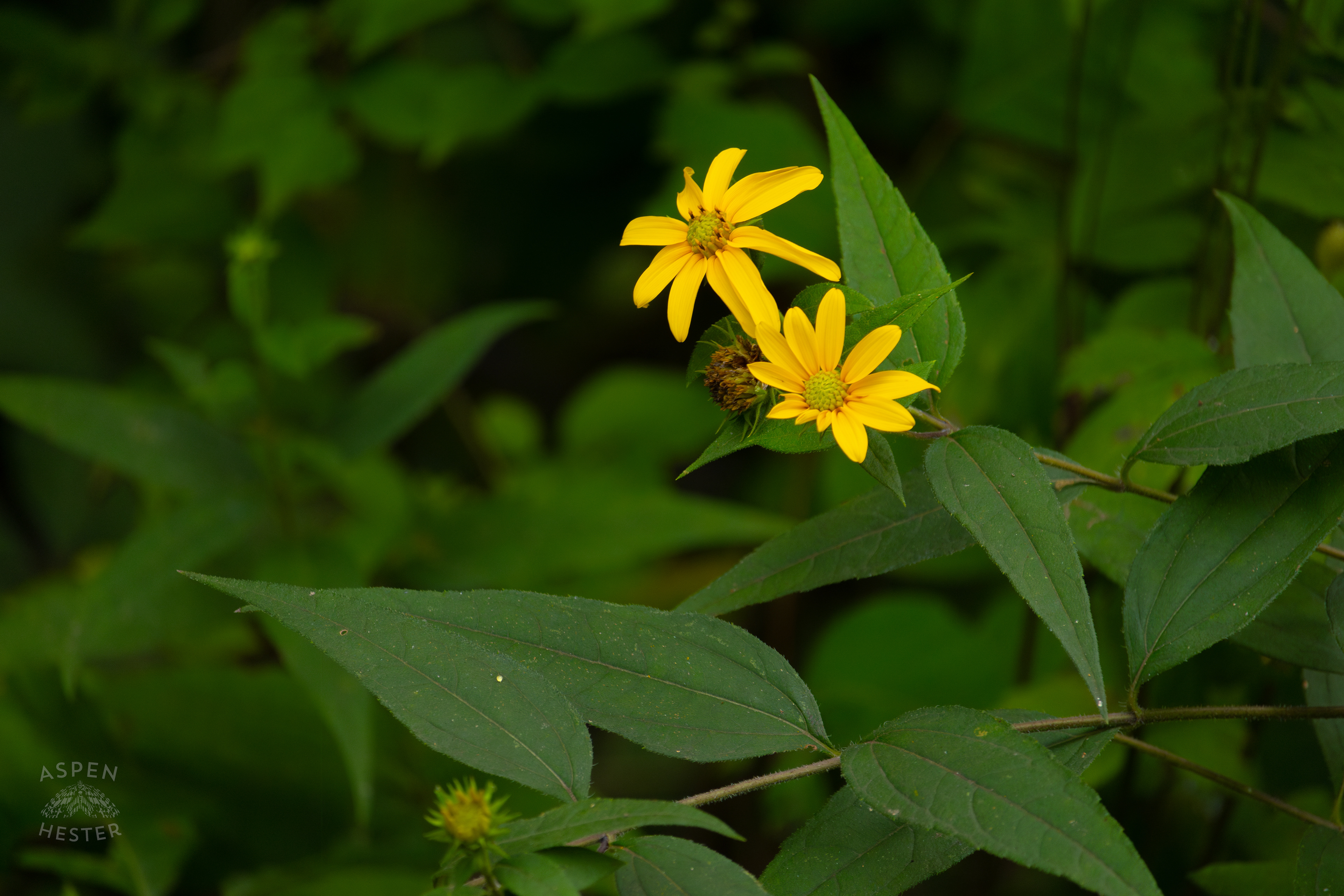 Woodland Sunflowers in Wendell Moore Park. August 12th, 2024/Aspen Hester