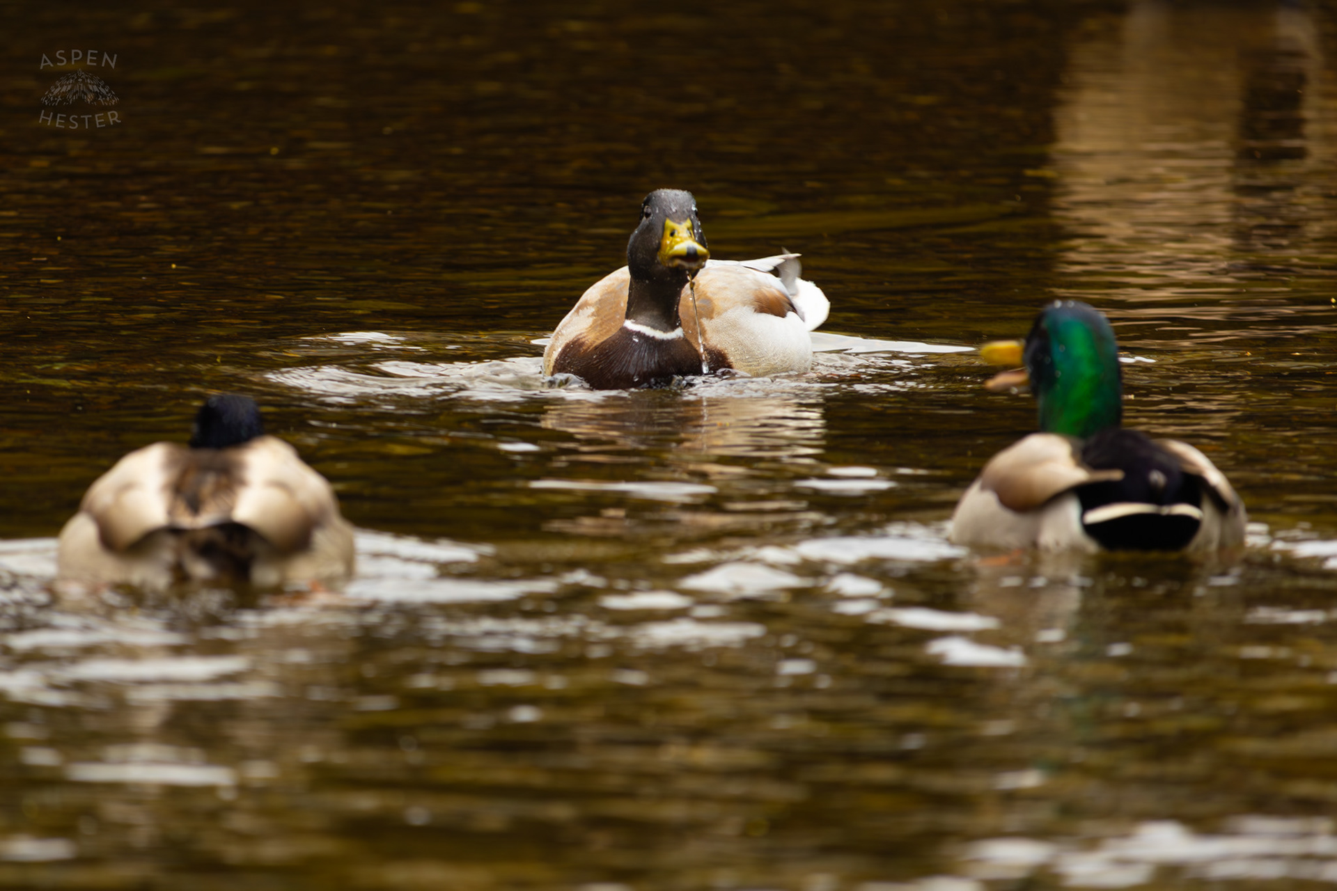 Three Mallard Ducks Chill in Middle Fork Beargrass Creek Where It Runs Through Brown Park. April 14th, 2025/Aspen Hester