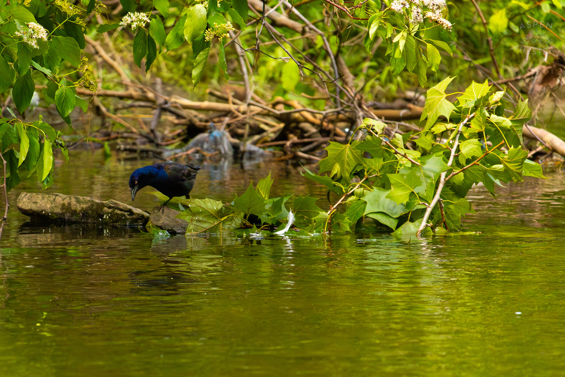 Crow Scavenging Along Middle Fork Beargrass Creek in Cherokee Park. May 28th, 2024/Aspen Hester