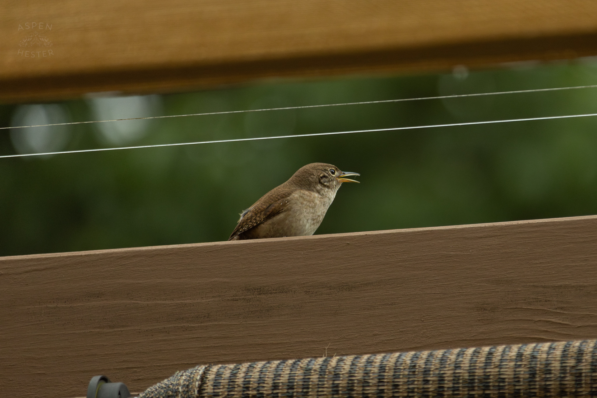 One of A Pair of Northern House Wrens That Lives in My Bird House Singing. May 27th, 2025/Aspen Hester