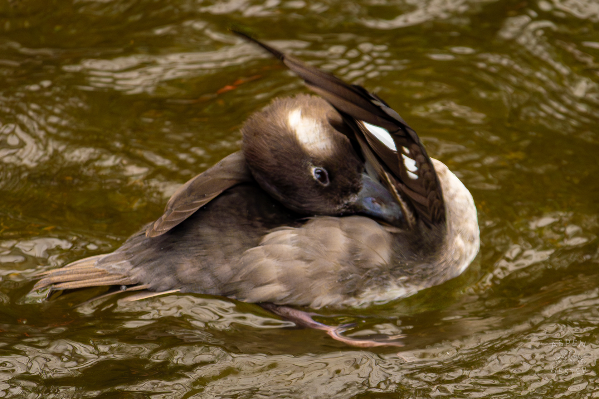 An Out of Focus Female Bufflehead Preens Herself In The Water In The Wetlands Inside The National Aviary in Pittsburgh Pennsylvania. February 26th, 2025/Aspen Hester