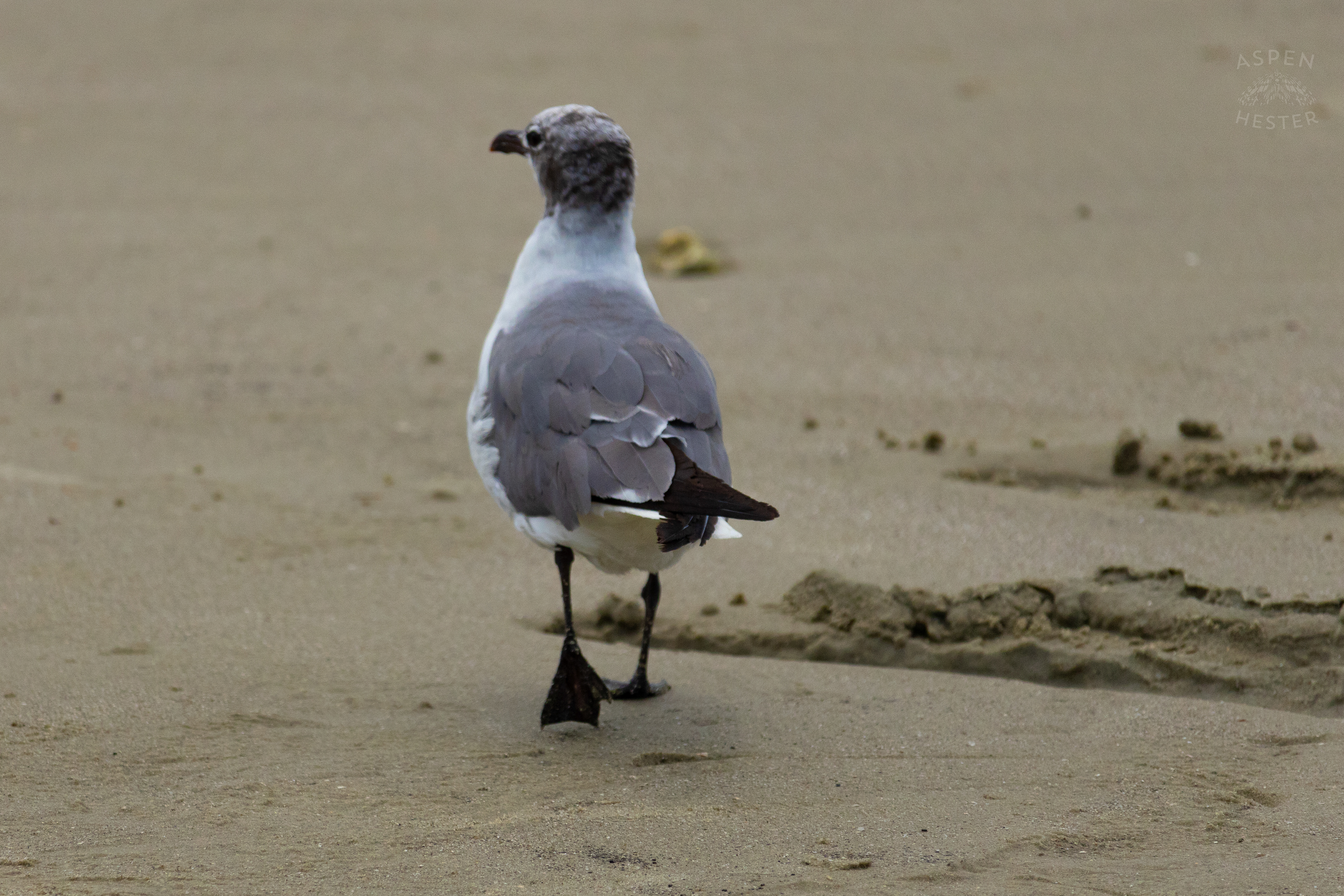 Seagull On Tybee Island Georgia. June 24th, 2024/Aspen Hester