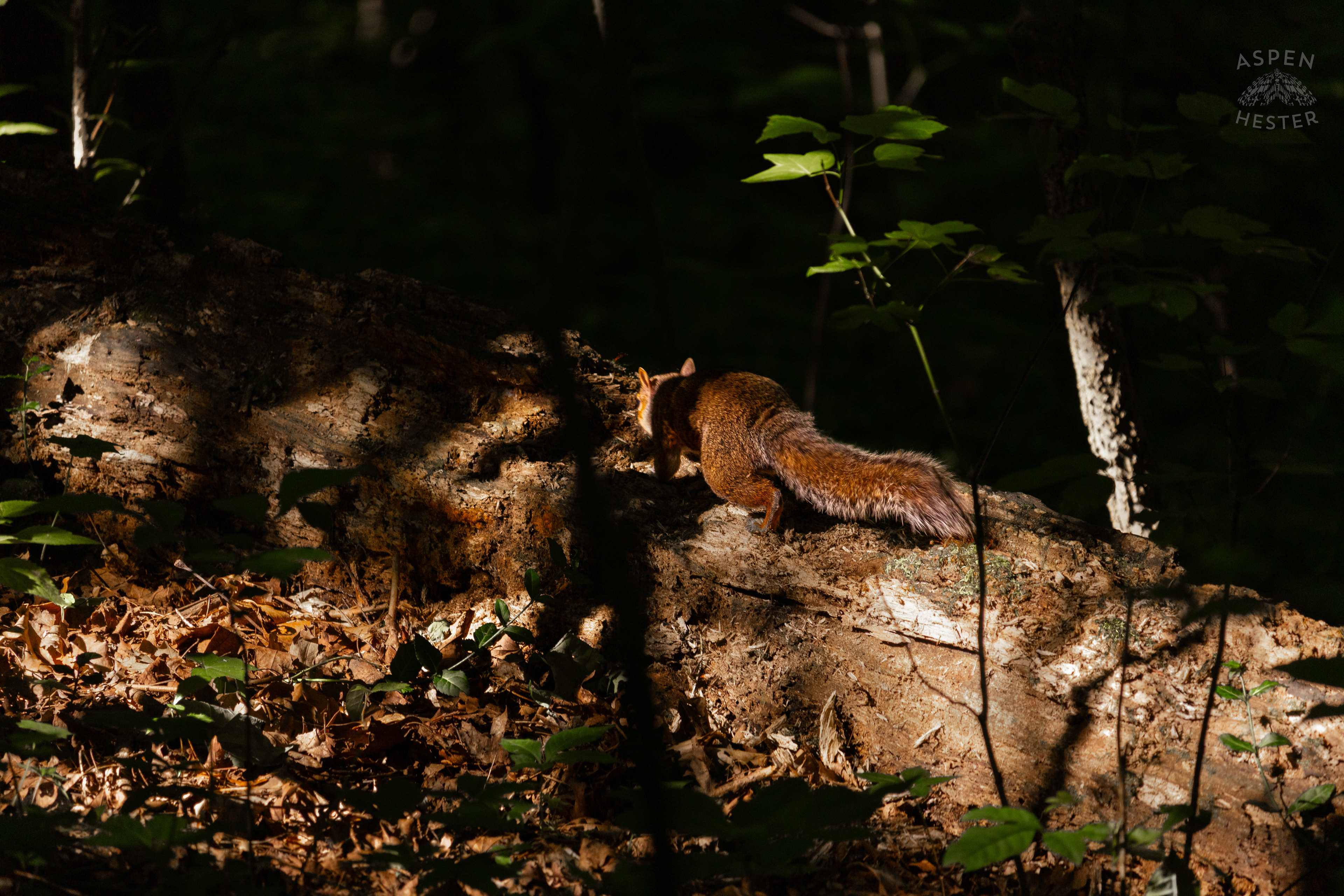 Squirrel Resting On A Log in Cherokee Park. June 11th, 2024/Aspen Hester