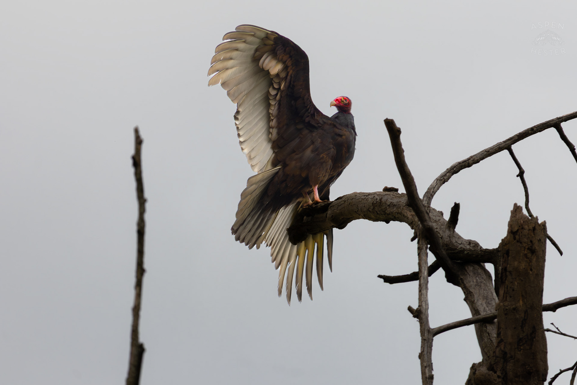 A Large Turkey Vulture Mantles Its Wings High Atop of A Tree in Brown Park. April 14th, 2025/Aspen Hester