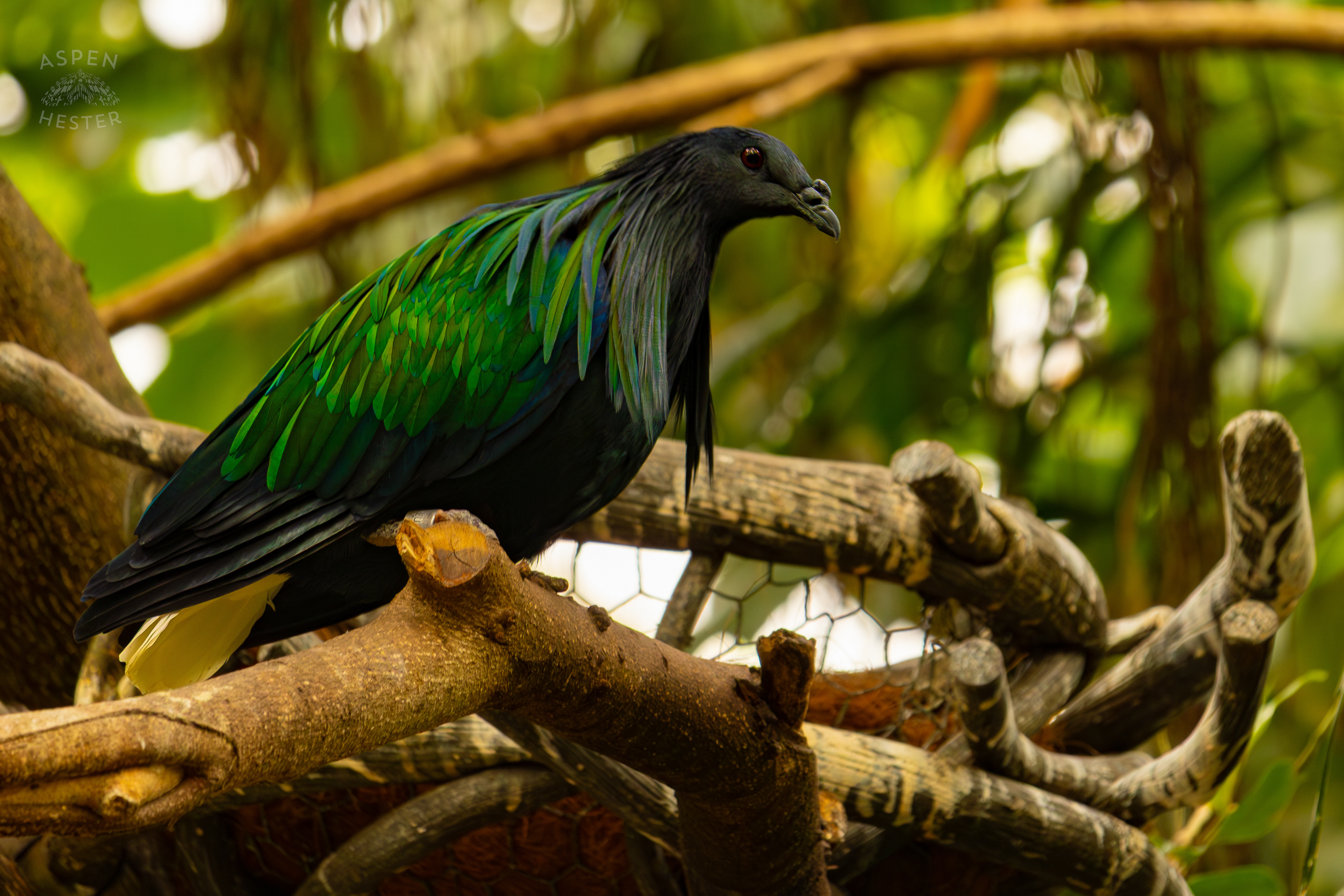 A Nicobar Pigeon Perches in The Rainforest Inside The National Aviary in Pittsburgh Pennsylvania. February 26th, 2025/Aspen Hester