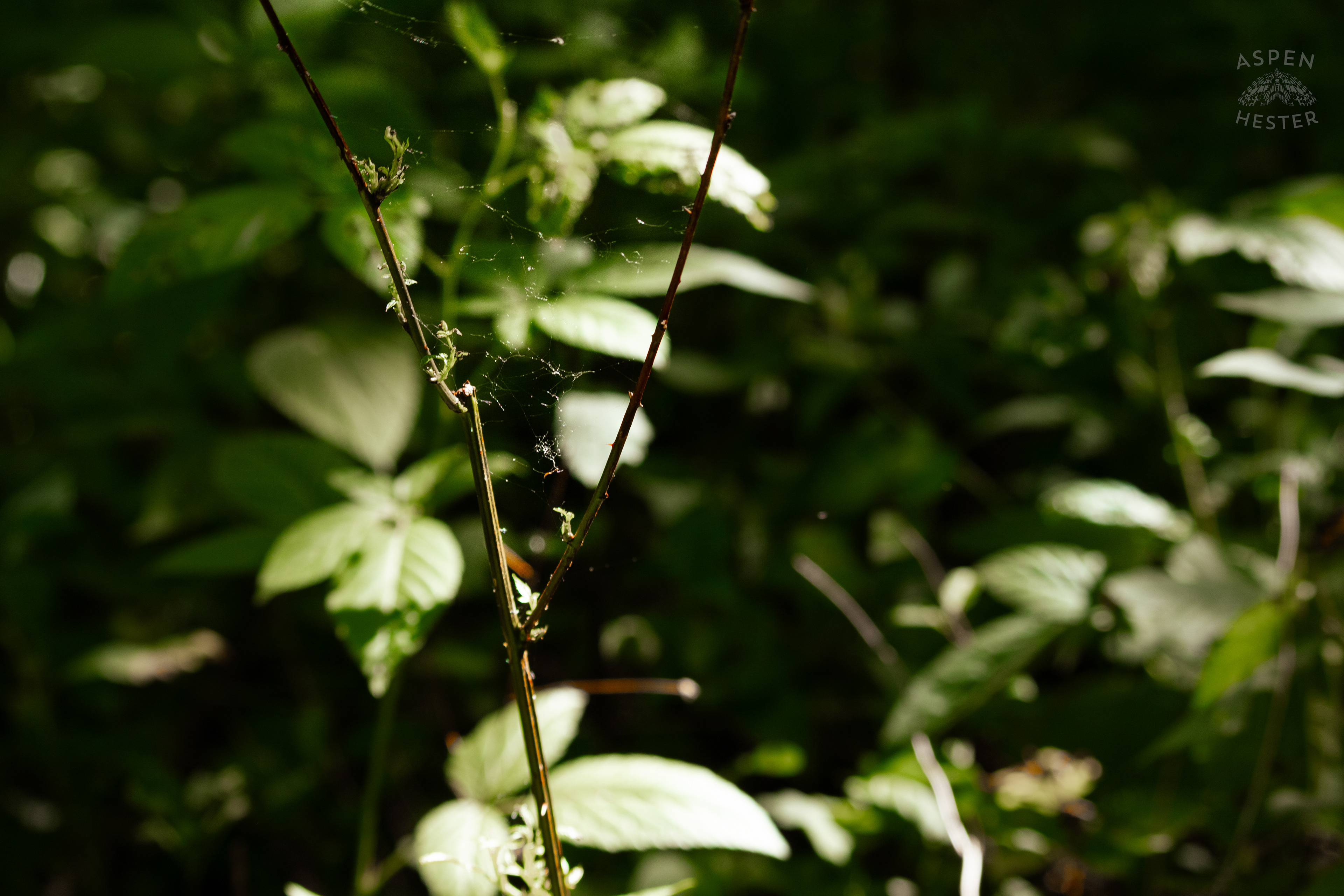 A Spiders Web in The Sunlight in Cherokee Park. June 11th, 2024/Aspen Hester