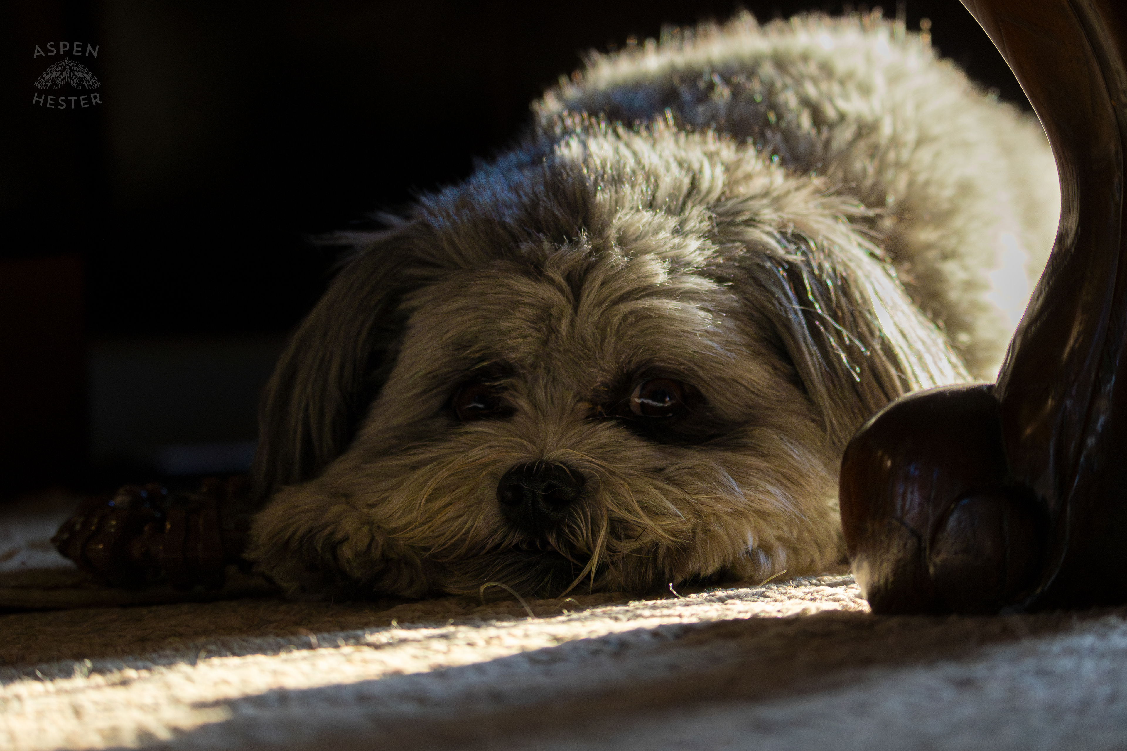 My Girl Mabel Resting In The Sun. November 11th, 2024/Aspen Hester