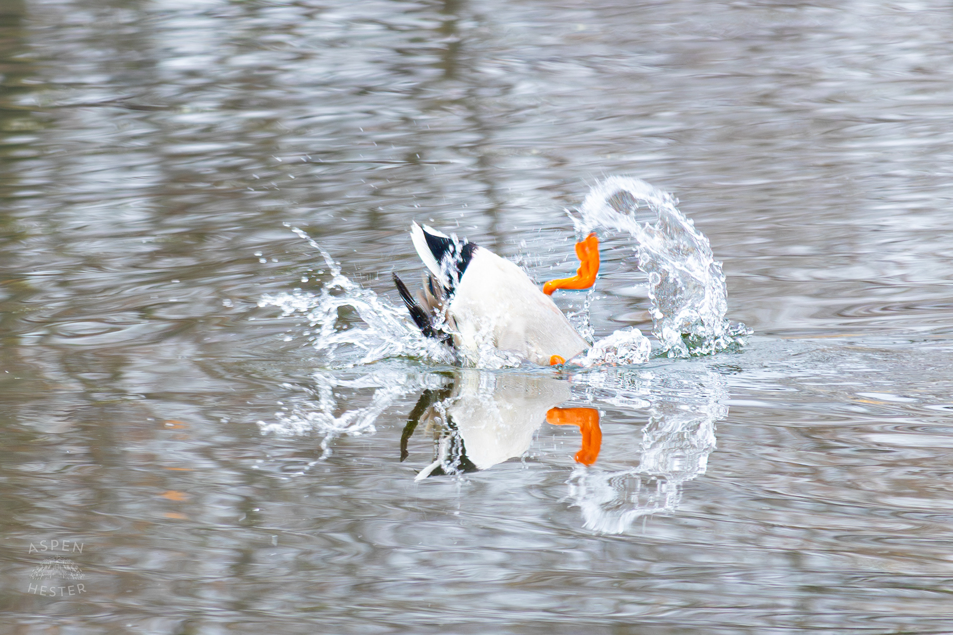 A Male Mallard Ducks Dives for Food in Lake Elizabeth Outside The National Aviary in Pittsburgh Pennsylvania. February 26th, 2025/Aspen Hester