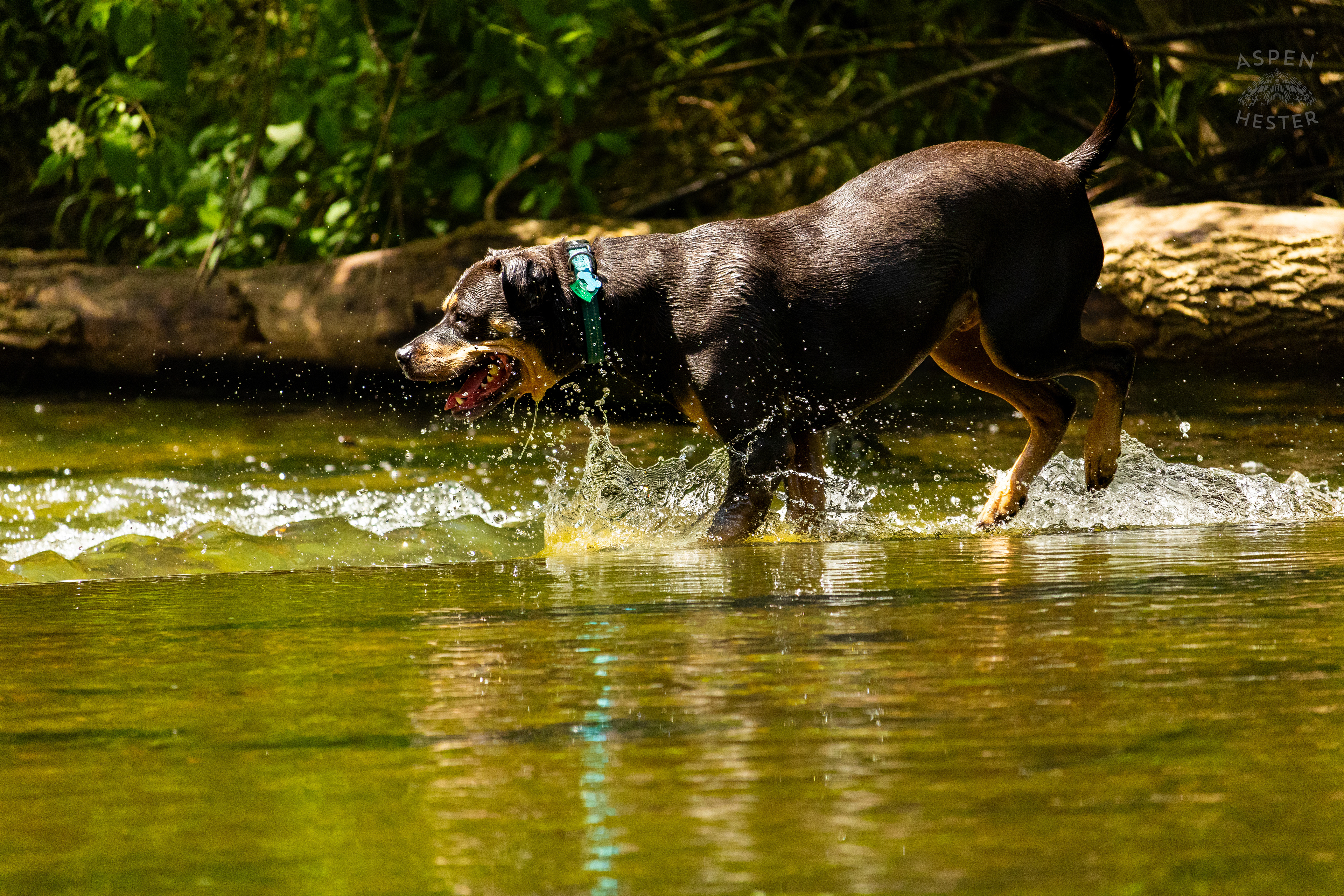 Rottweiler Splashes in the Waters of Middle Fork Beargrss Creek in Cherokee Park. May 28th, 2024/Aspen Hester