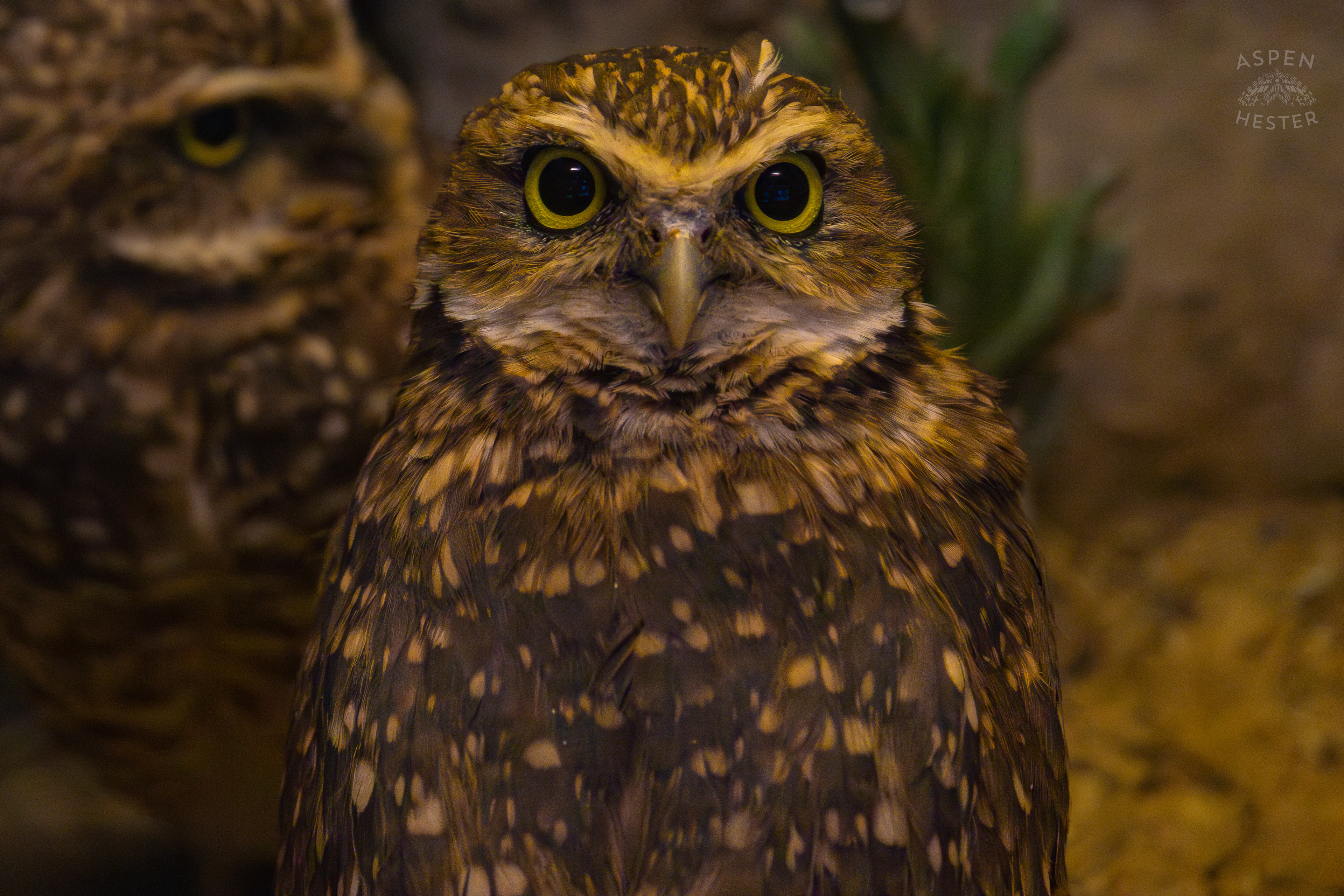 A Burrowing Owl Looking Right Into My Lens in Canary's Call Inside The National Aviary in Pittsburgh Pennsylvania. February 26th, 2025/Aspen Hester
