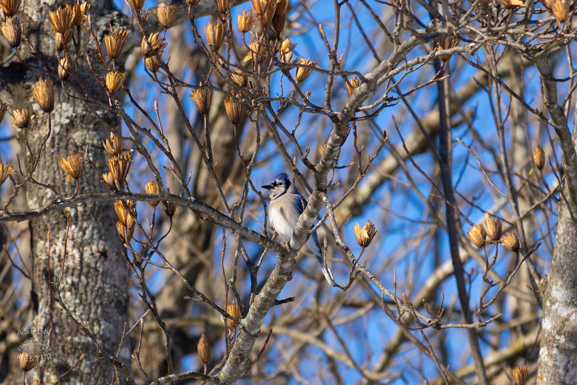 A Blue Jay Sits in A Tulip Tree in The Snowy Landscape of my Backyard. January 13th, 2025/Aspen Hester
