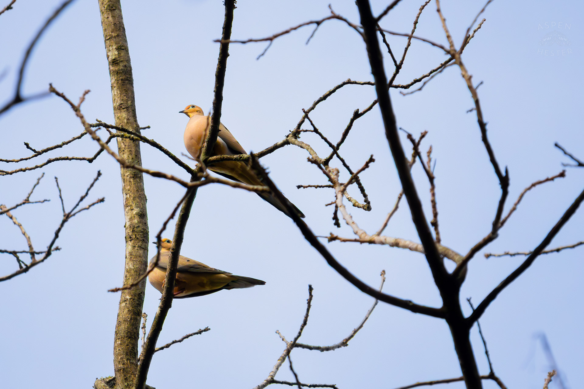 Two Mourning Doves Perch on A Branch in My Neighbor's Yard. March 29th, 2026/Aspen 