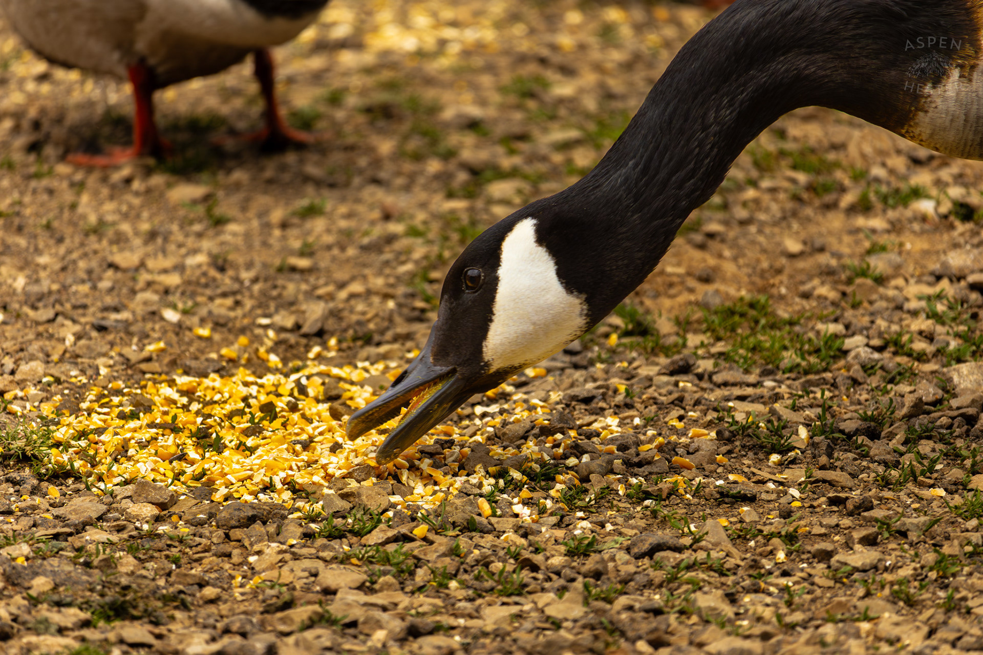 A Goose Eats Bird Feed in Brown Park. April 14th, 2025/Aspen Hester