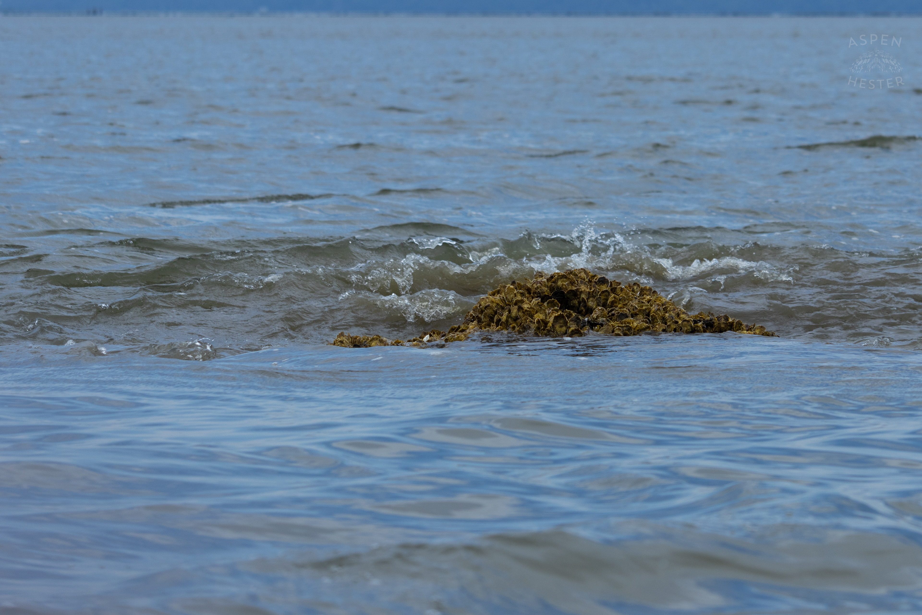 Oyster Reef Poking Through Low Tide On Tybee Island Georgia. June 24th, 2024/Aspen Hester