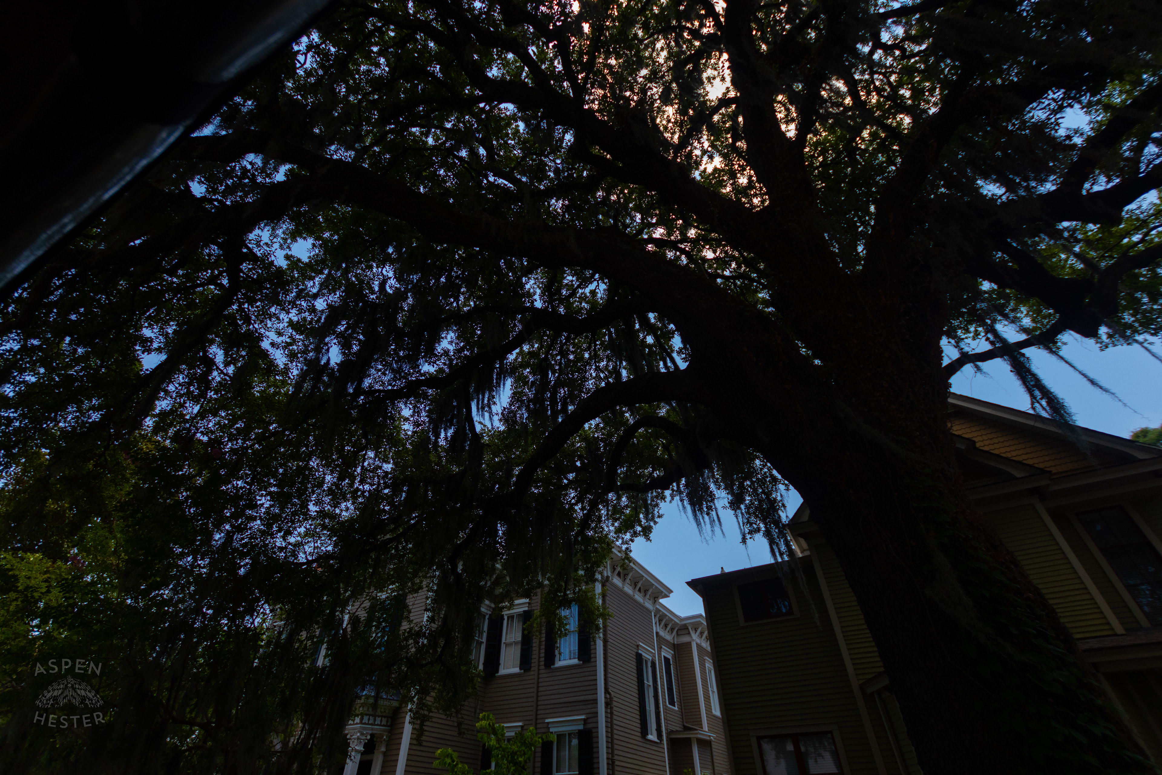 Oak Tree in Savannah Georgia. June 26th, 2024/Aspen Hester