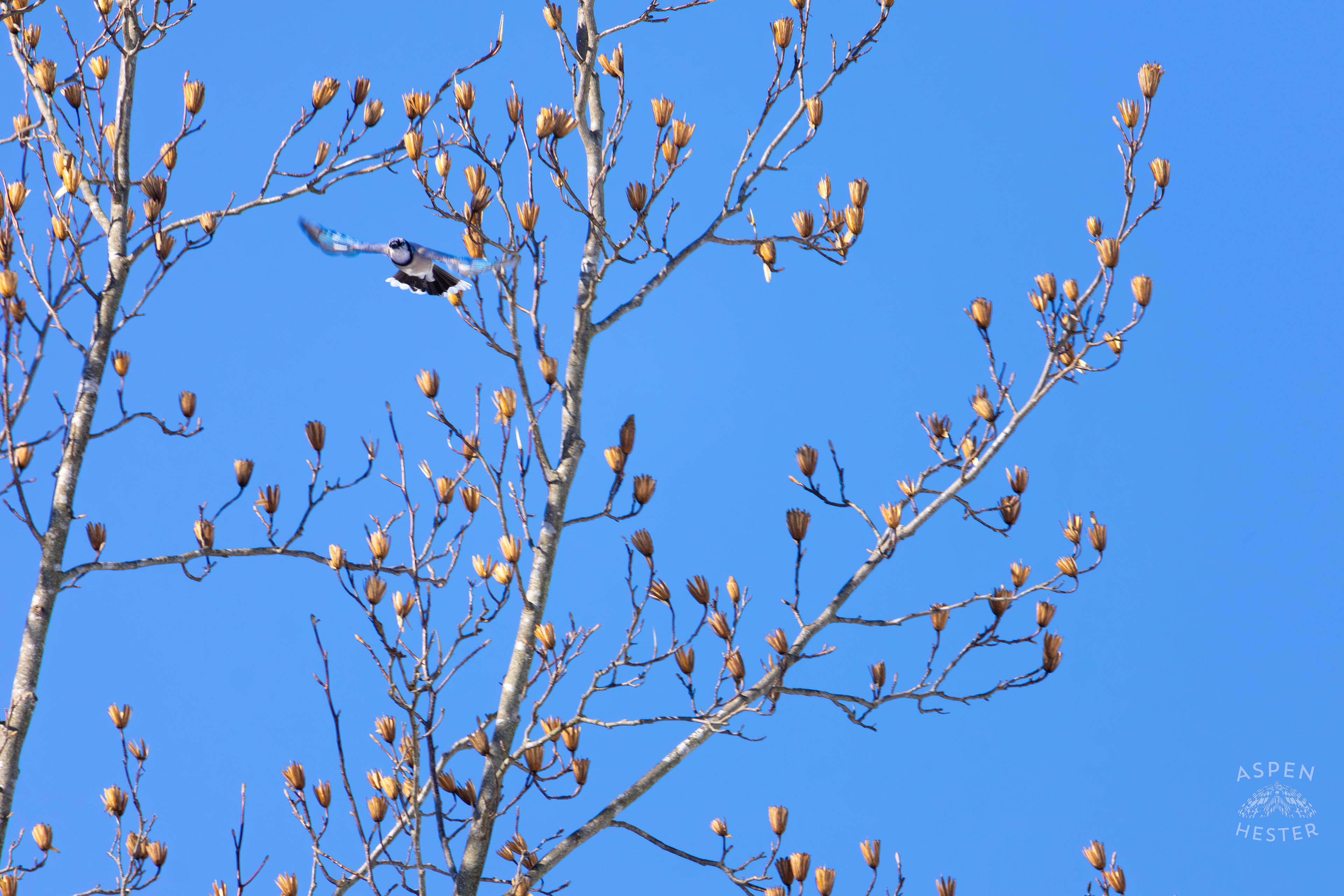 A Blue Jay Flies Away From A Tulip Tree in my Backyard. January 13th, 2025/Aspen Hester