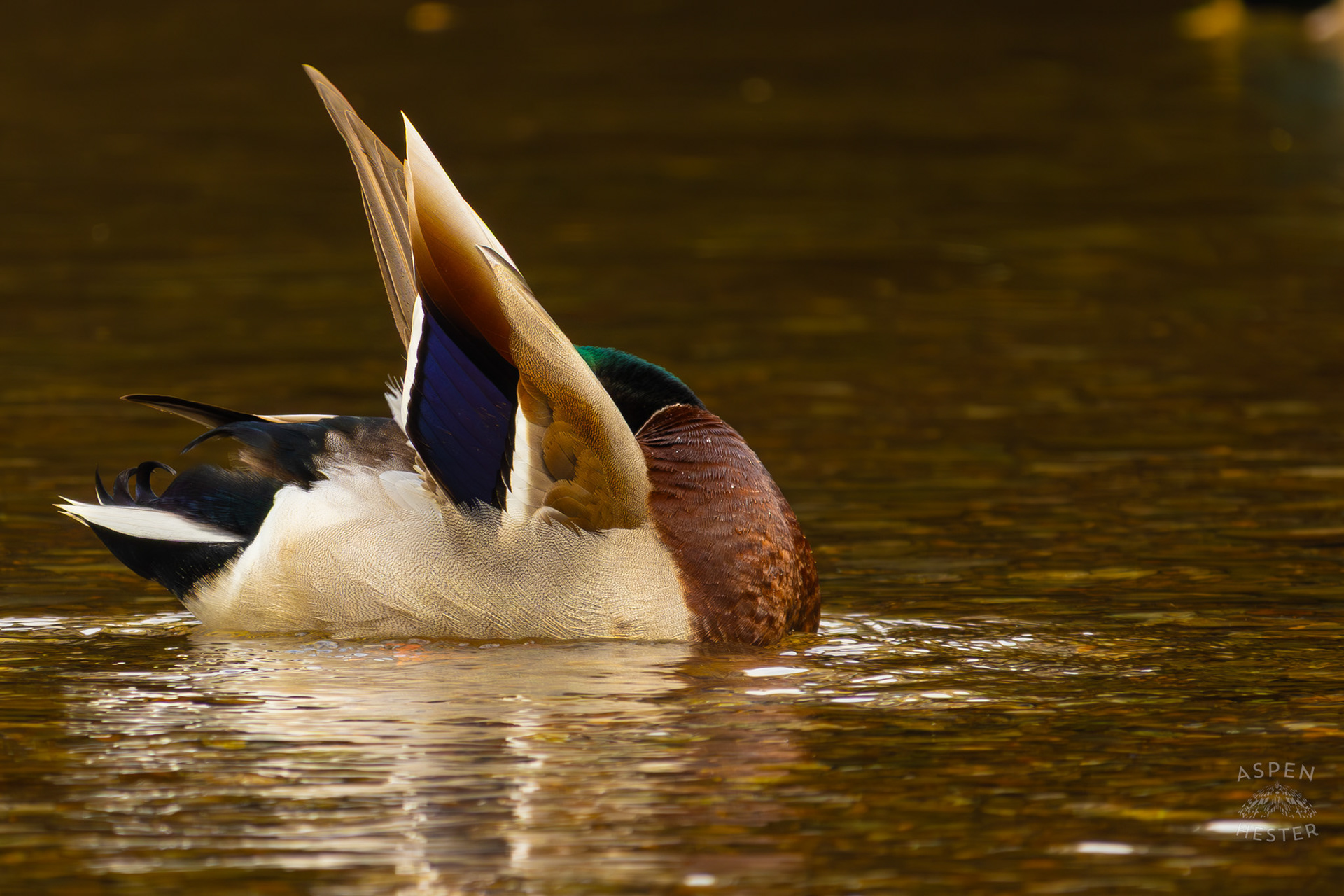 A Male Mallard Preens in Middle Fork Beargrass Creek Where It Runs Through Brown Park. April 14th, 2025/Aspen Hester