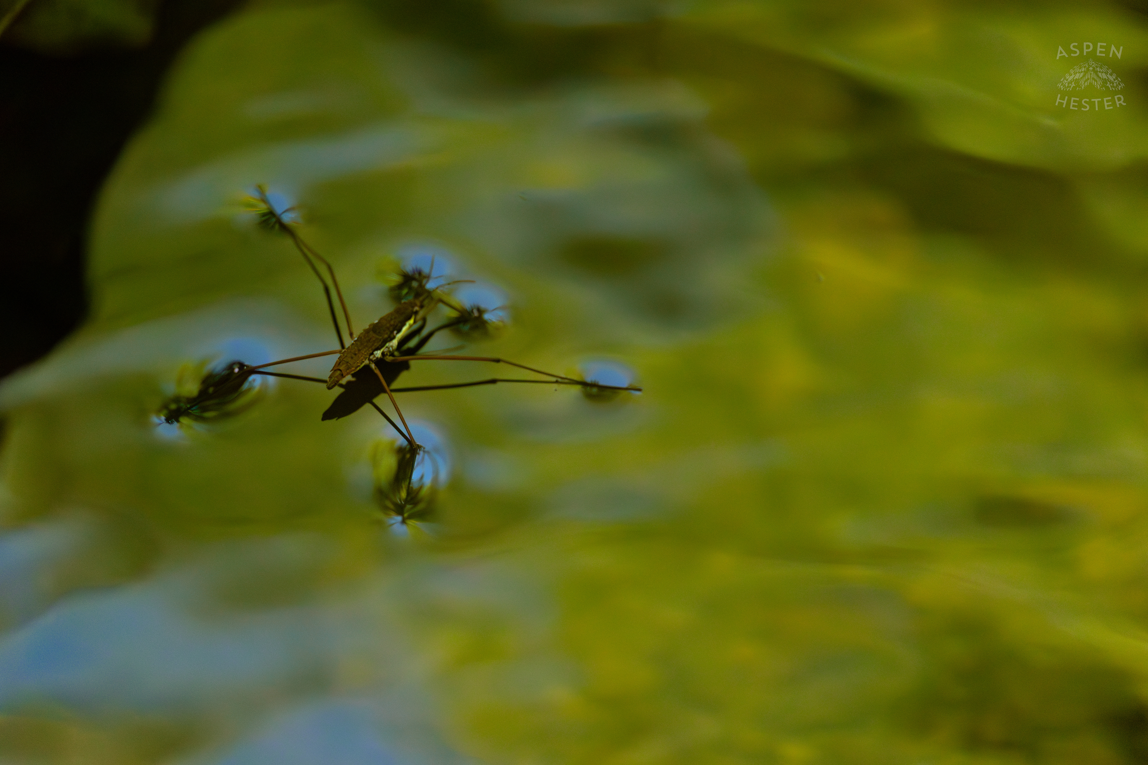 Water Strider on Middle Fork Beargrass Creek in Cherokee Park. May 28th, 2024/Aspen Hester