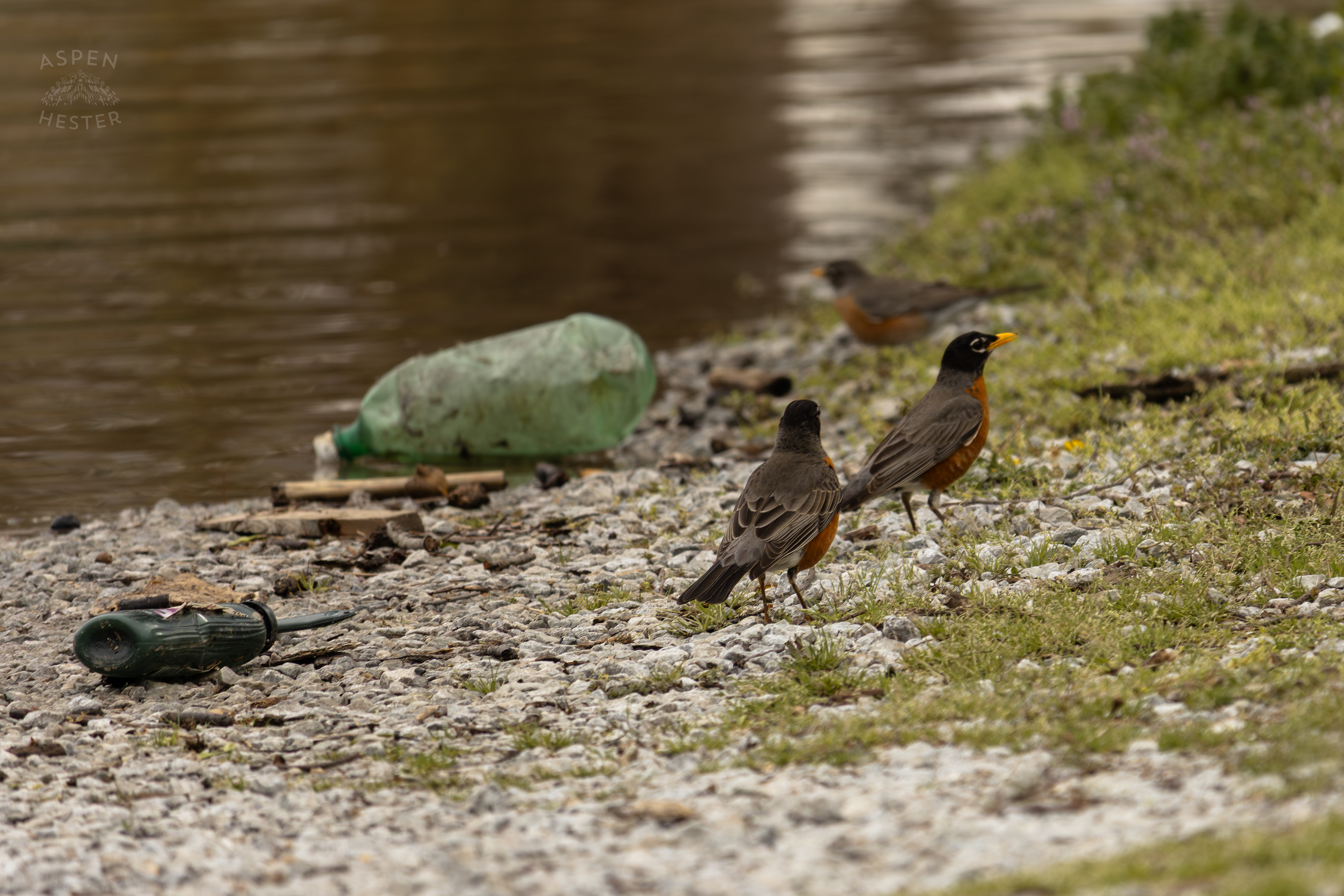 Robins Scavenge Near The Edge Of The Historic Flooding in Utica Indiana. April 9th, 2025/Aspen Hester
