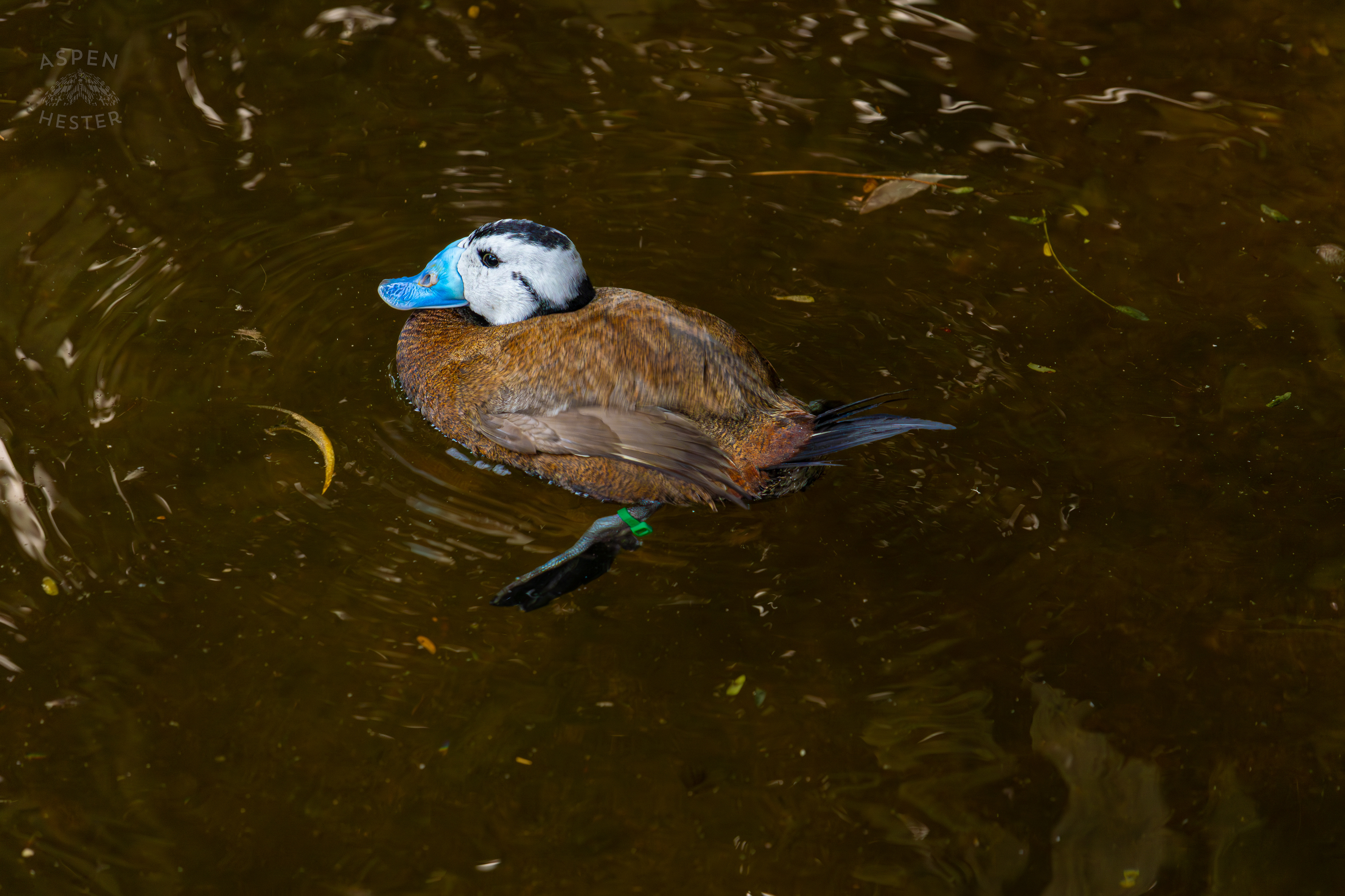 A White Headed Duck Takes A Swim in The Waters of The Wetlands Inside The National Aviary in Pittsburgh Pennsylvania. February 26th, 2025/Aspen Hester