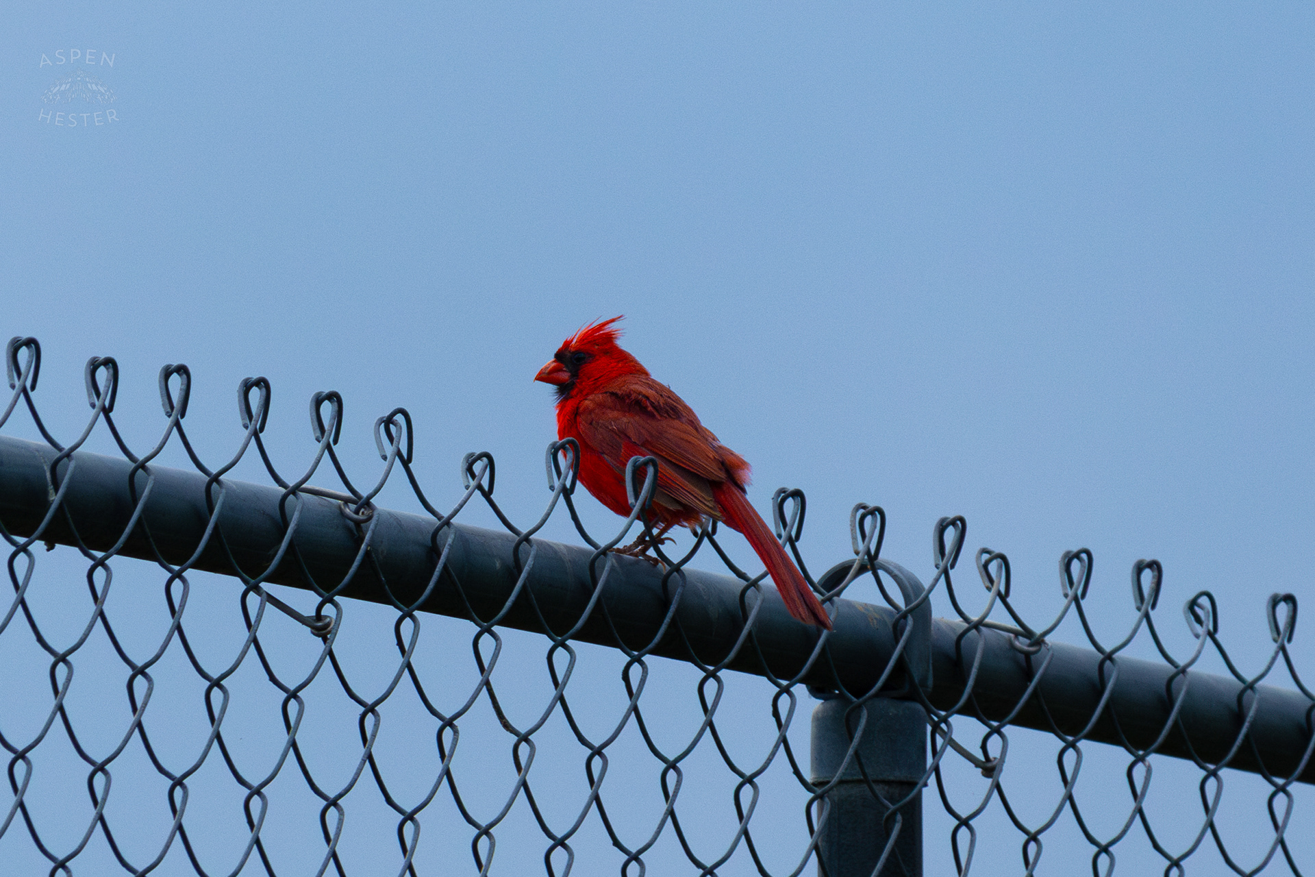 A Cardenal Resting on A Chain Link Fence in Wendell Moore Park. August 12th, 2024/Aspen Hester